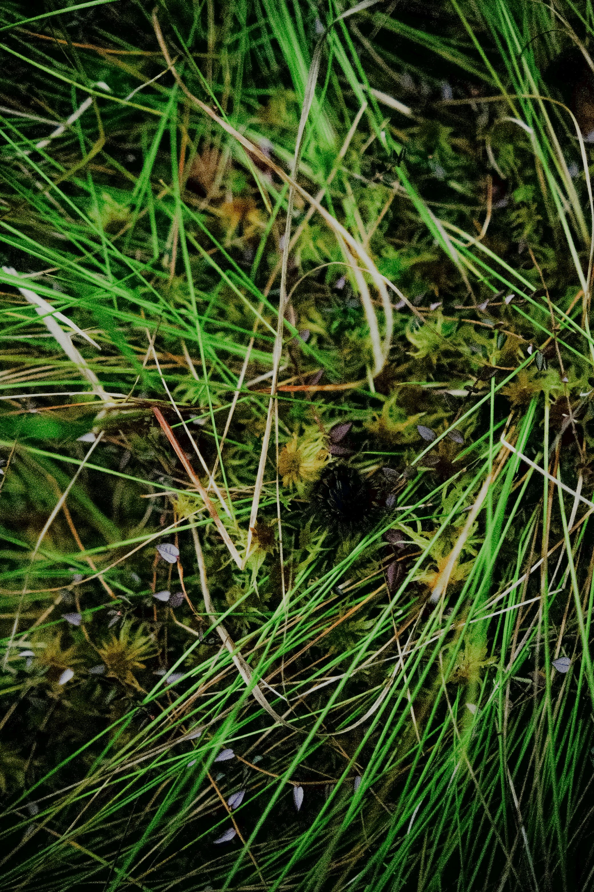Photo by potokvarte