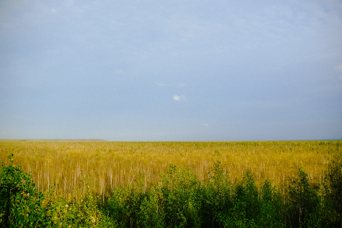 Golden wheat field stretching under a wide blue sky