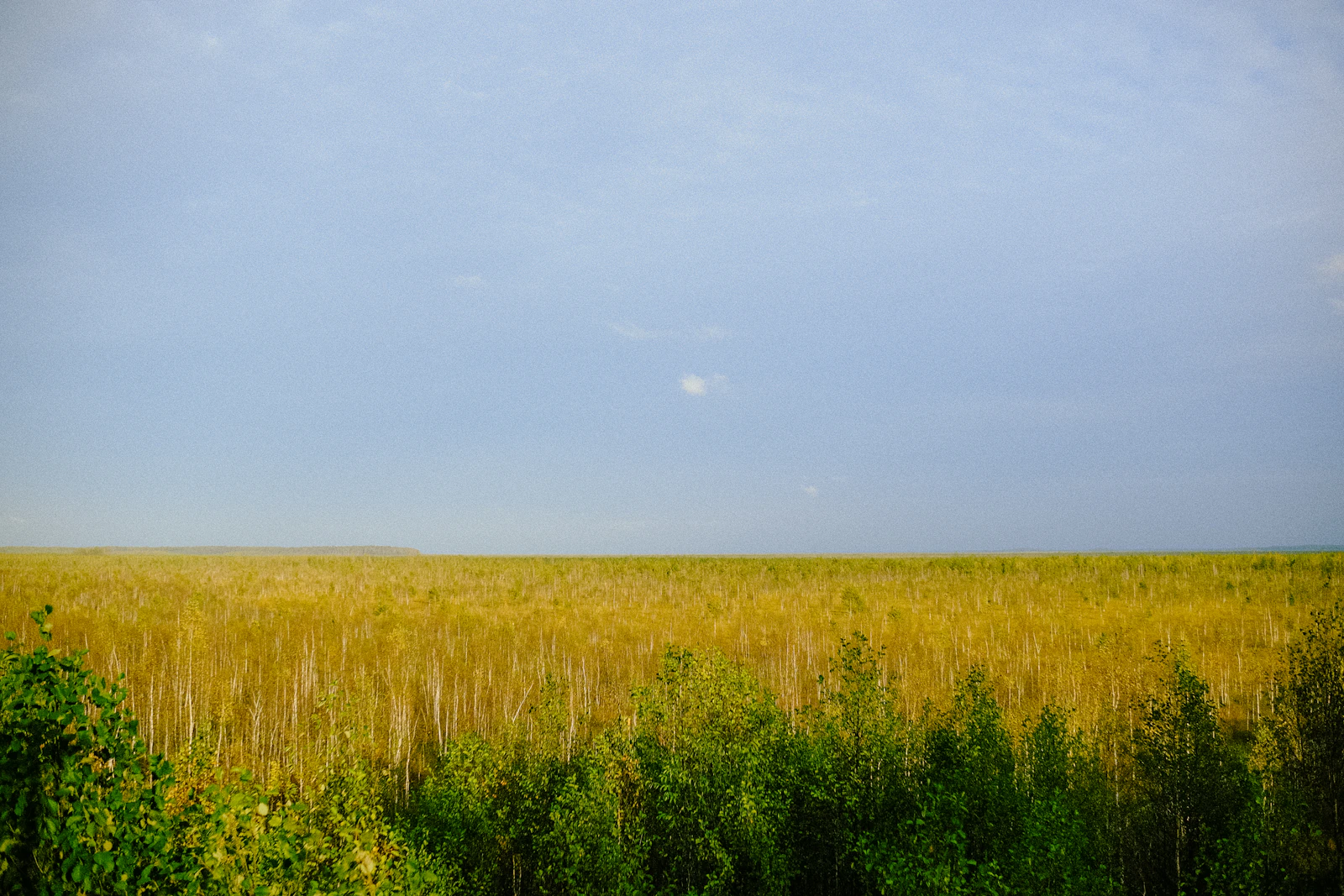 A golden wheat field stretching to the horizon under a wide blue prairie sky