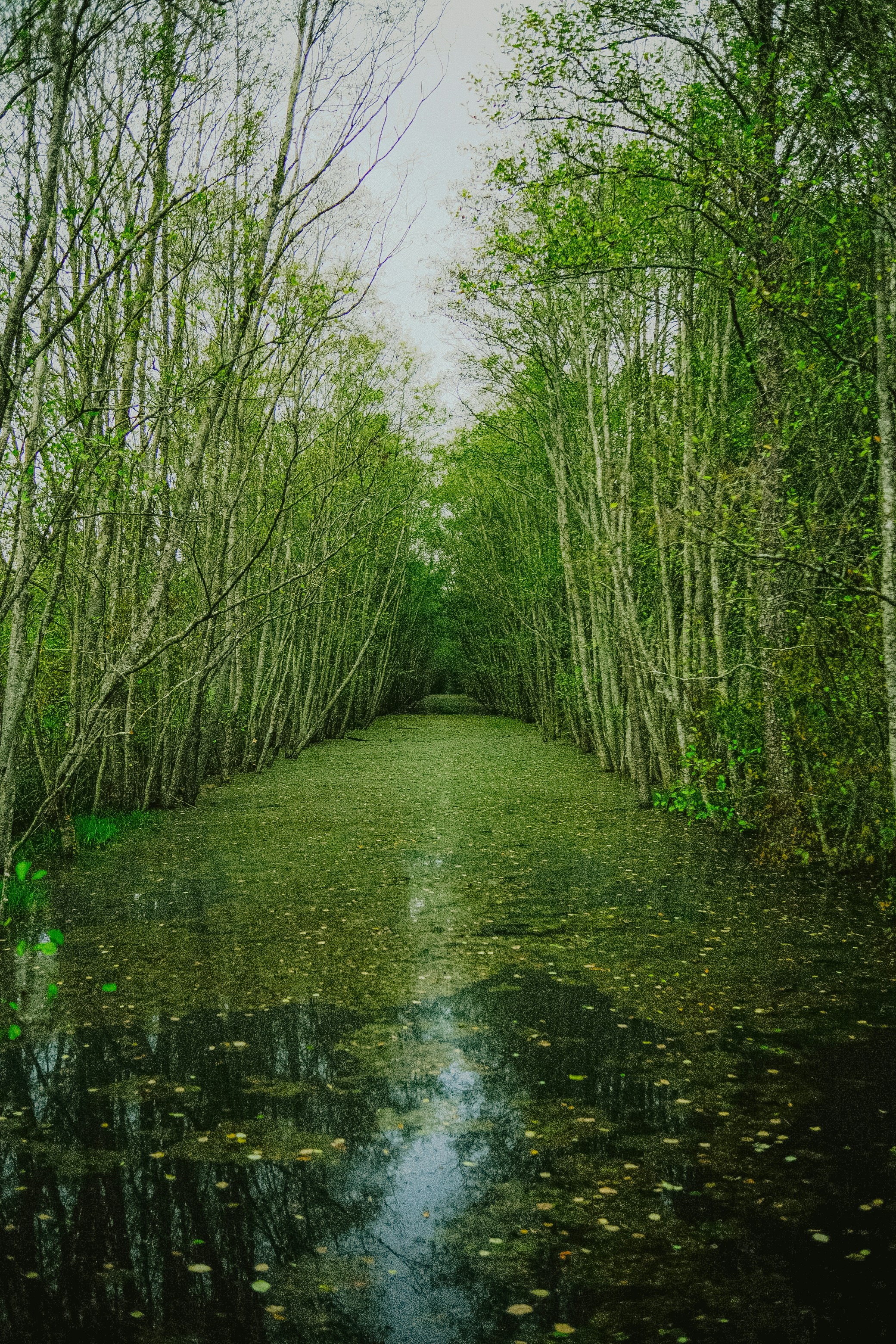 A narrow waterway through a dense forest