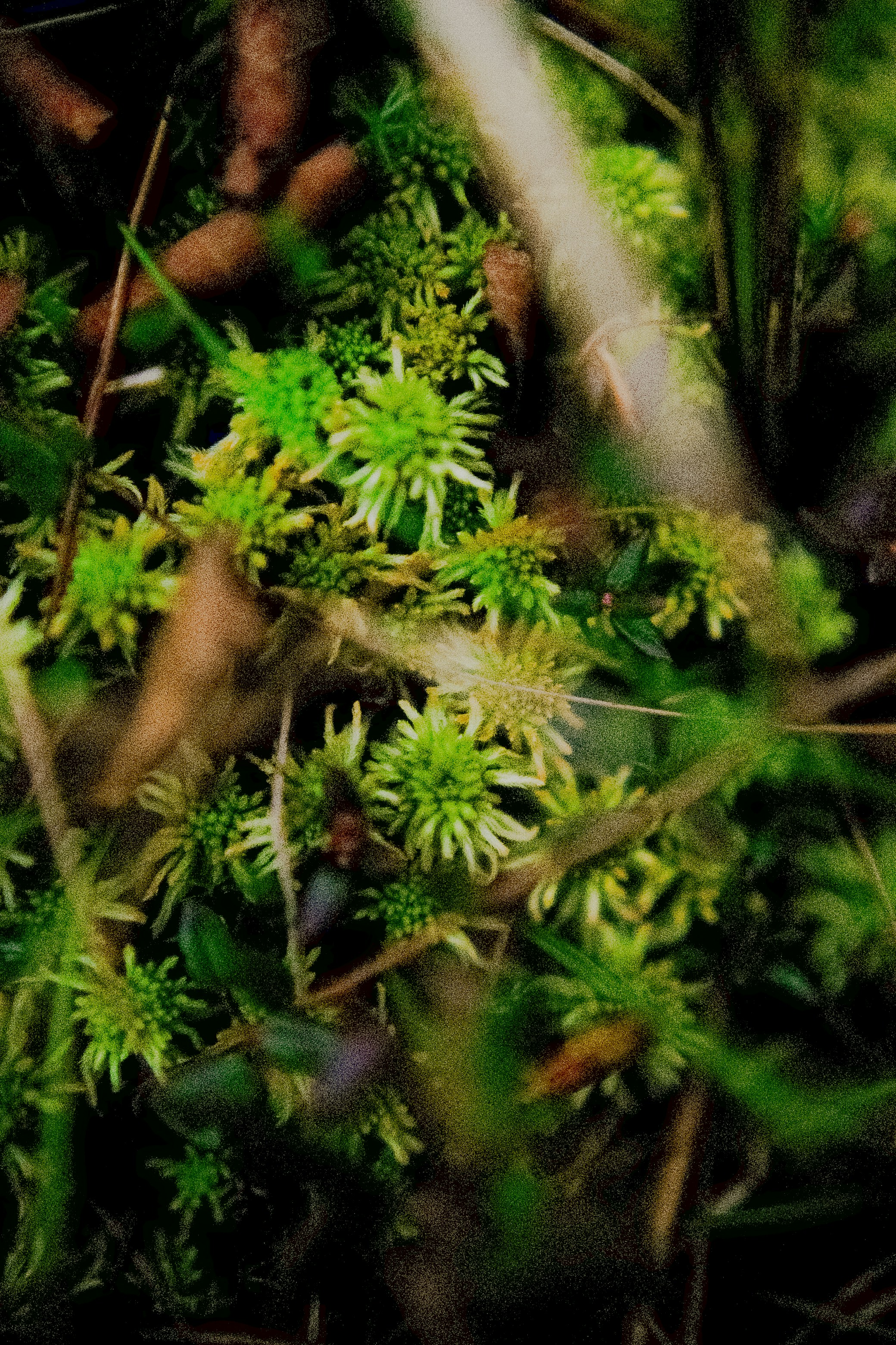 Green moss growing on forest floor with twigs