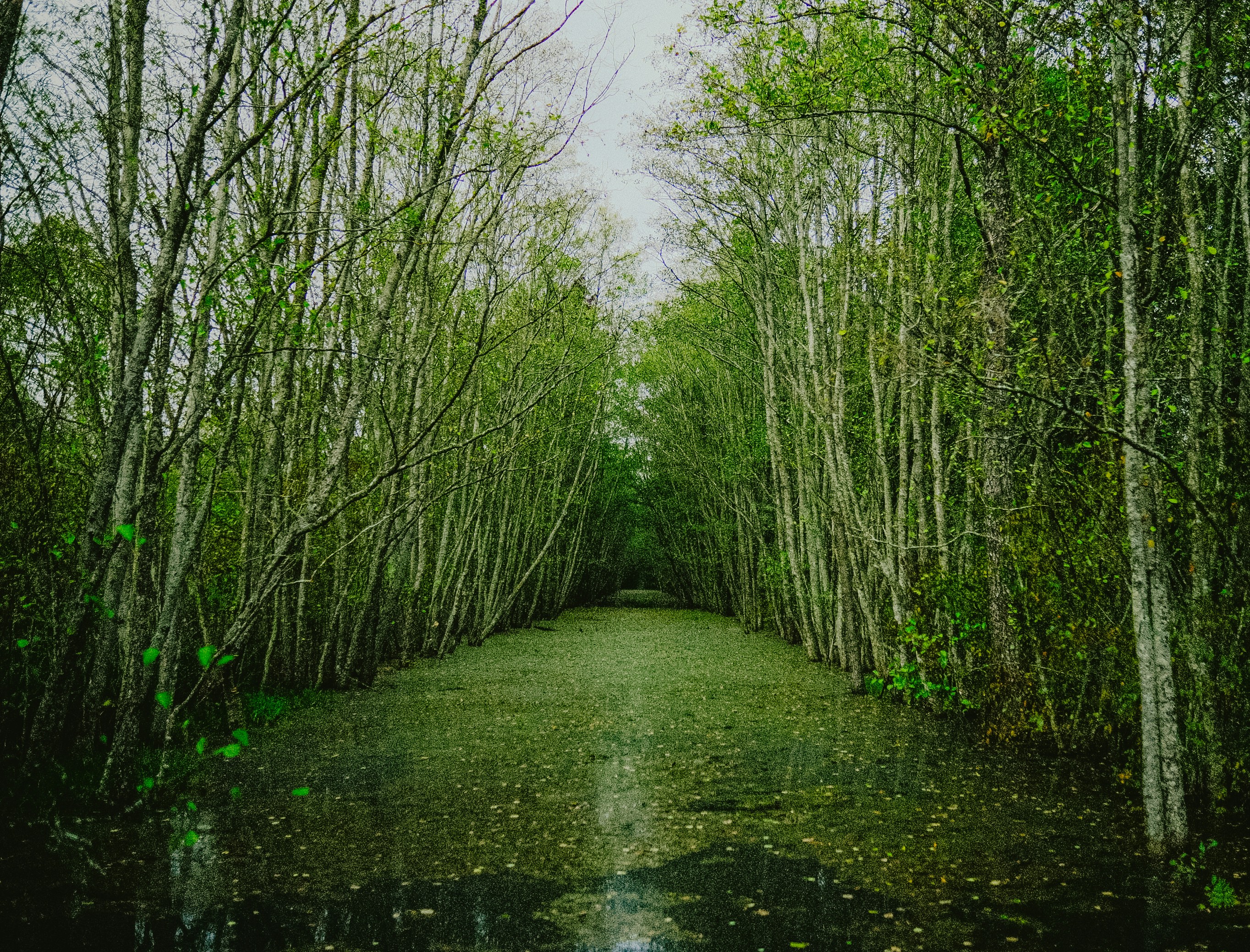 A narrow waterway through a dense forest