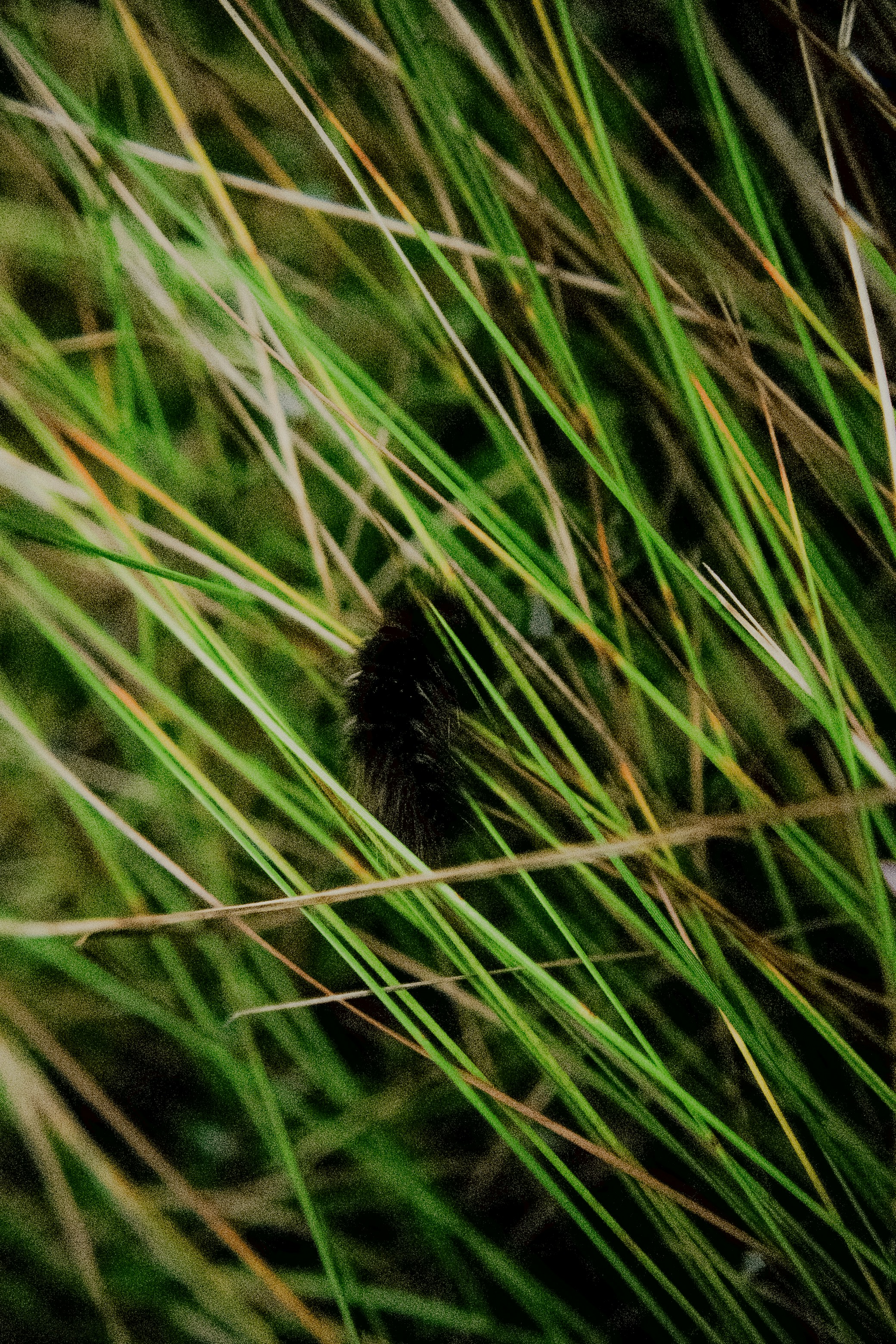 A fuzzy caterpillar hidden in tall green grass
