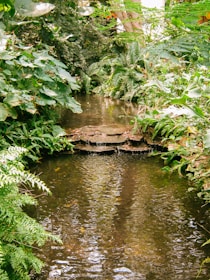 Малък градински поток, който тече сред пищна зеленина и естествена растителност.