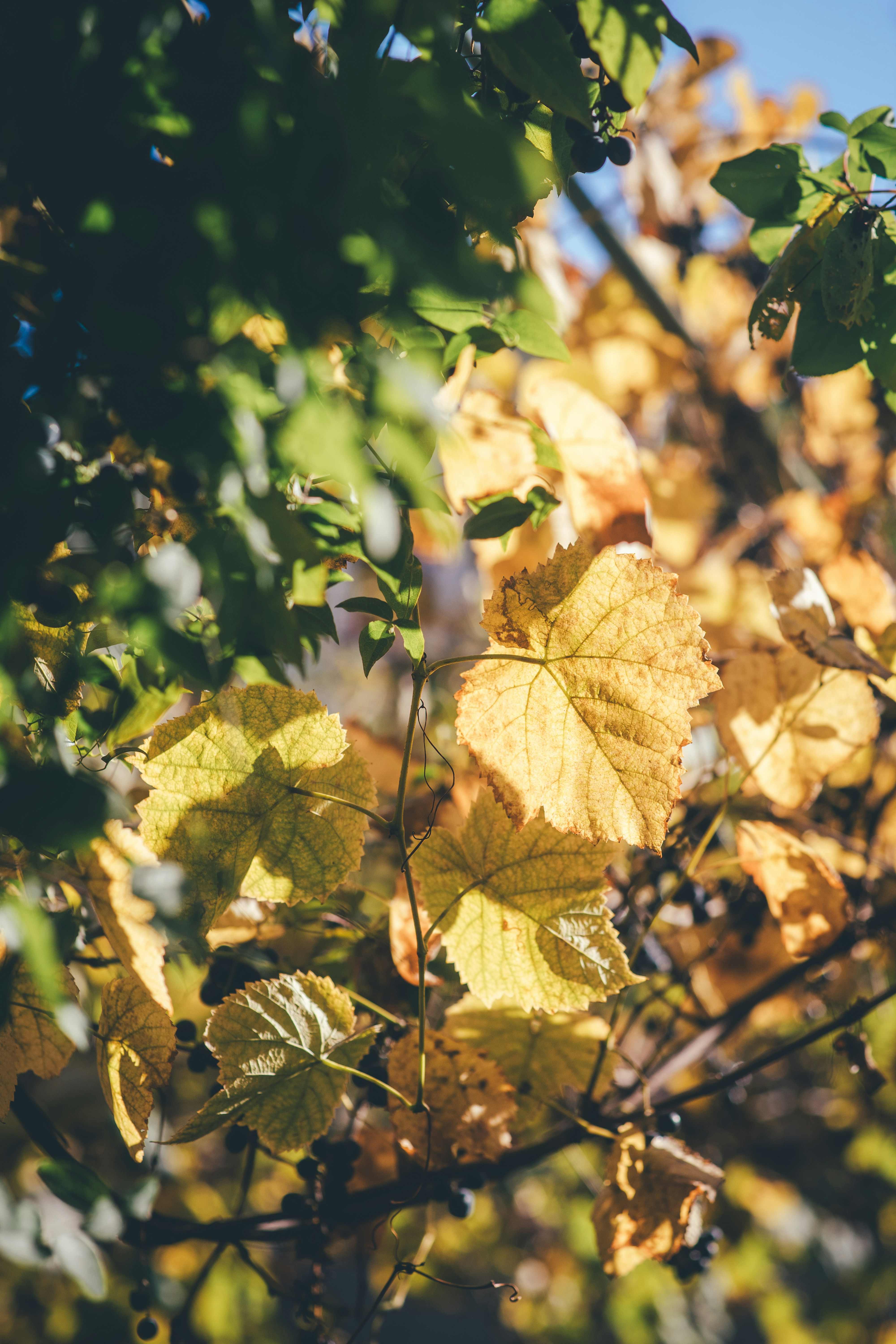 木の枝に黄色い紅葉。