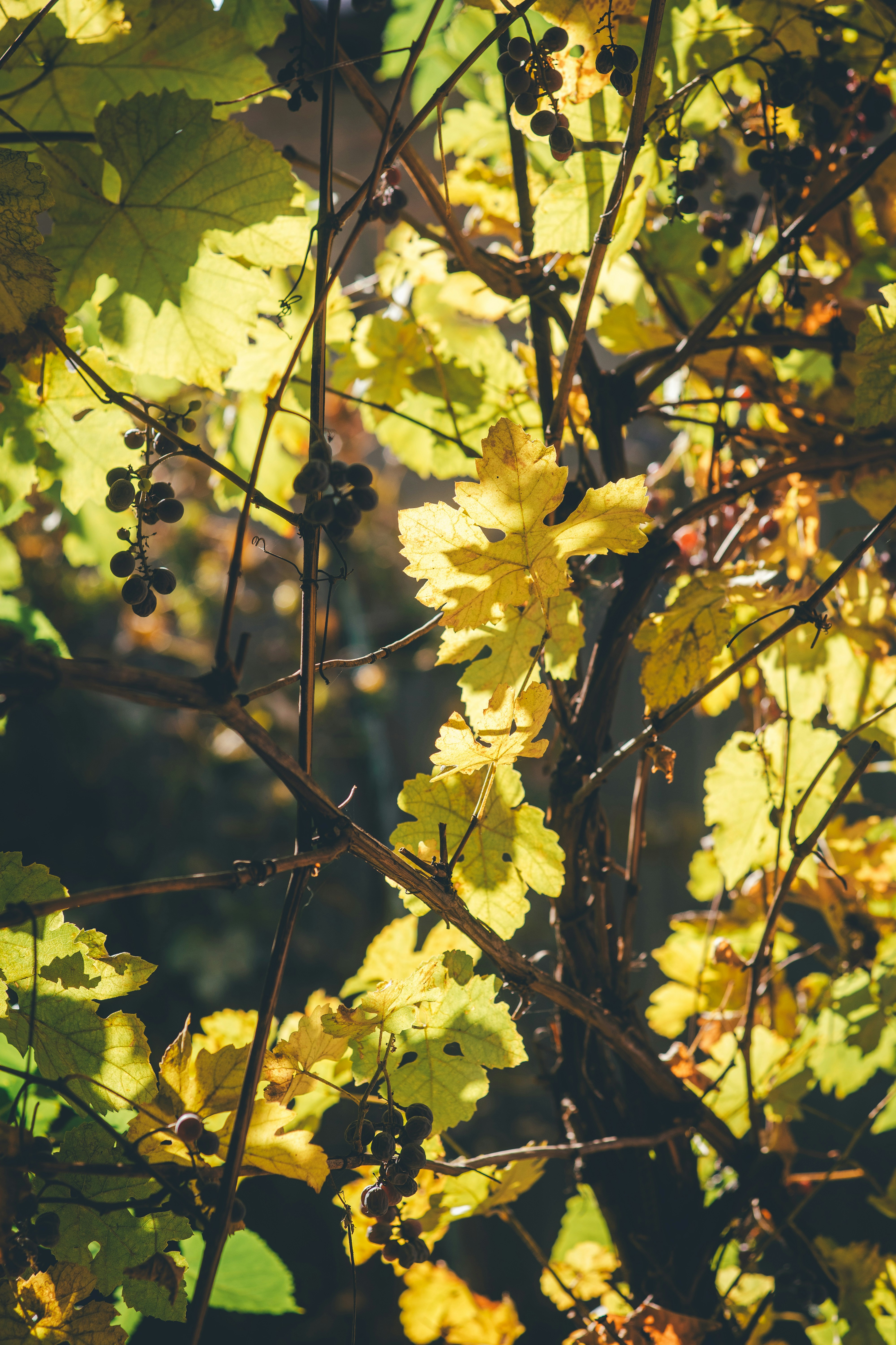 Photo by onmywayhome