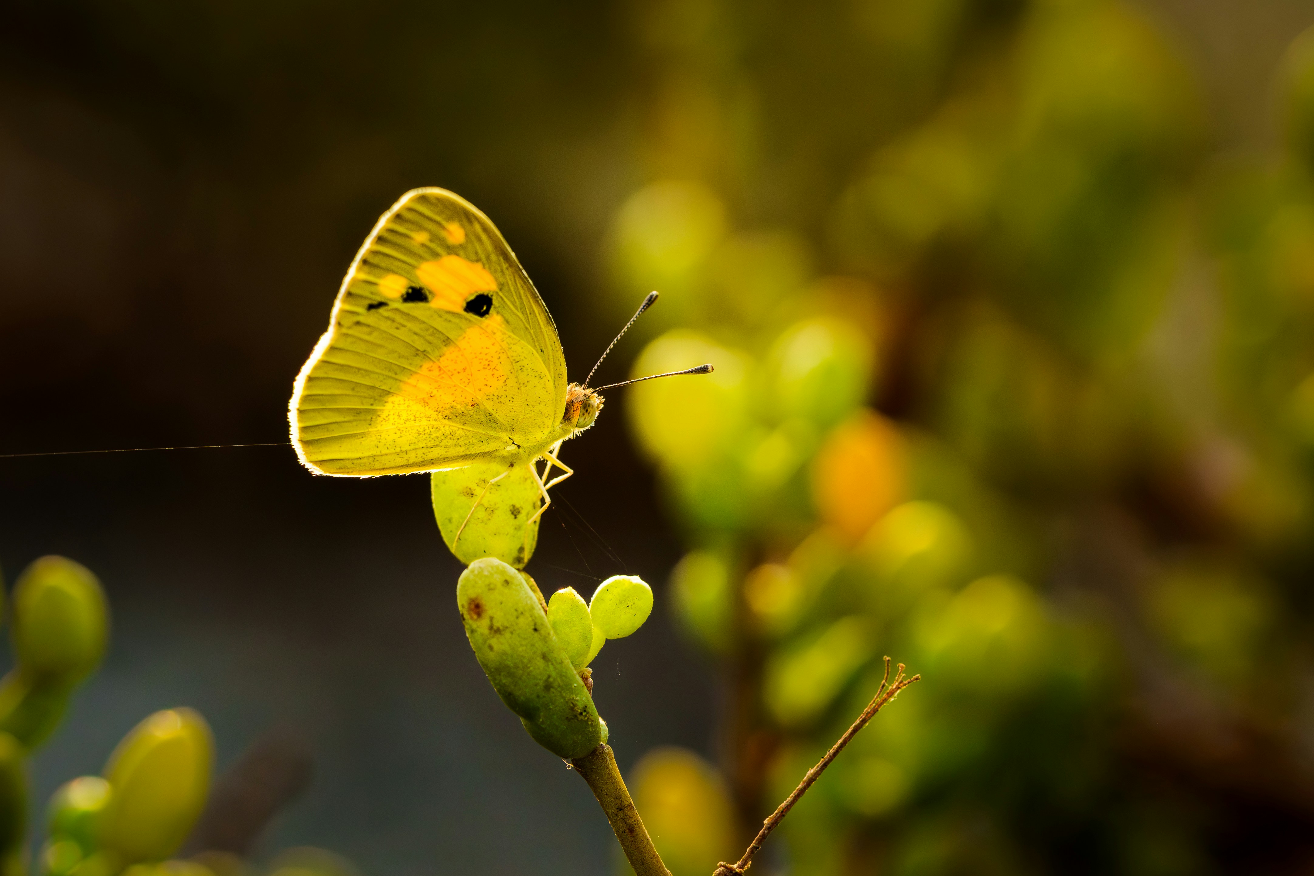 Photo by shibinjoseph