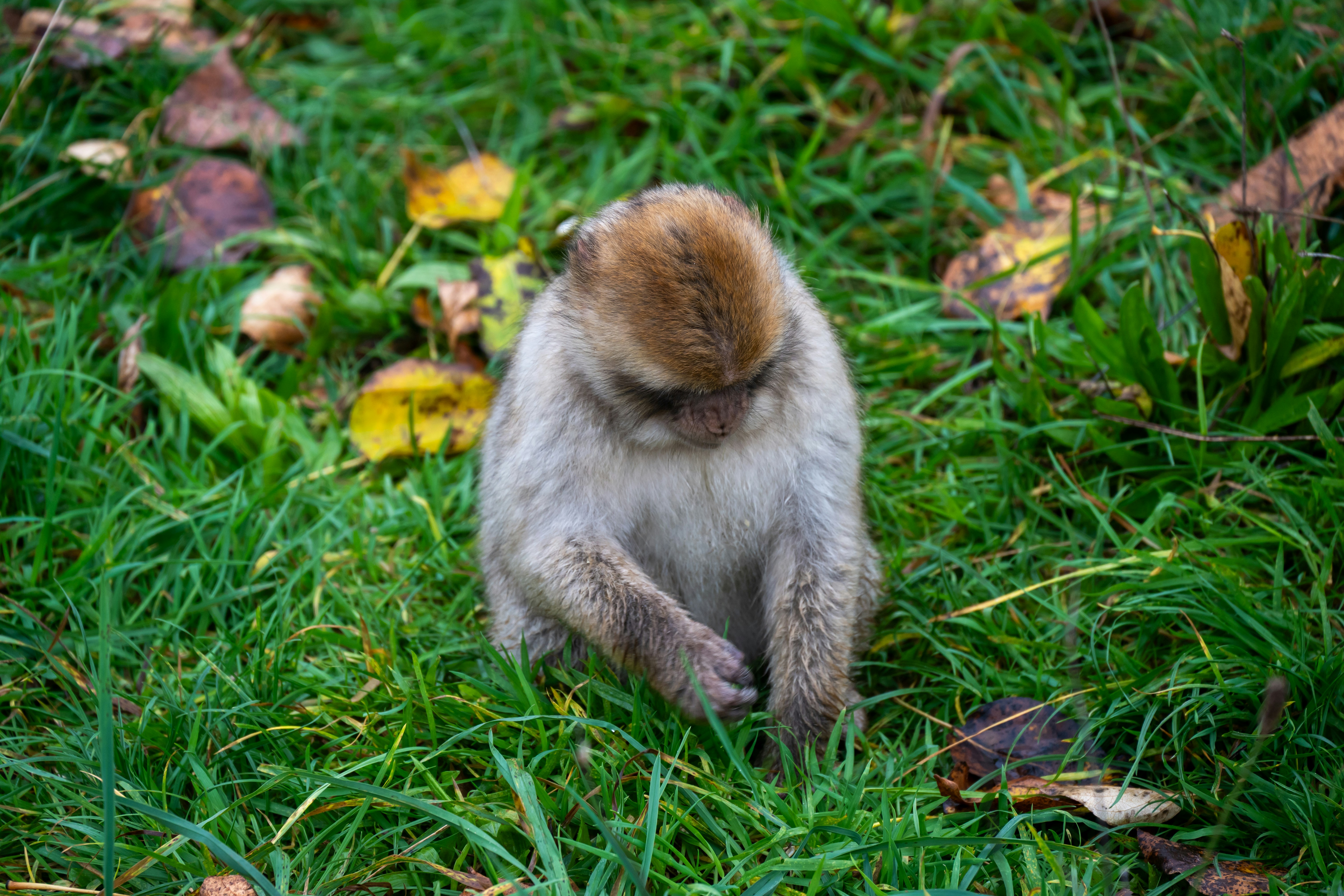 Um macaco senta-se na grama com folhas caídas.