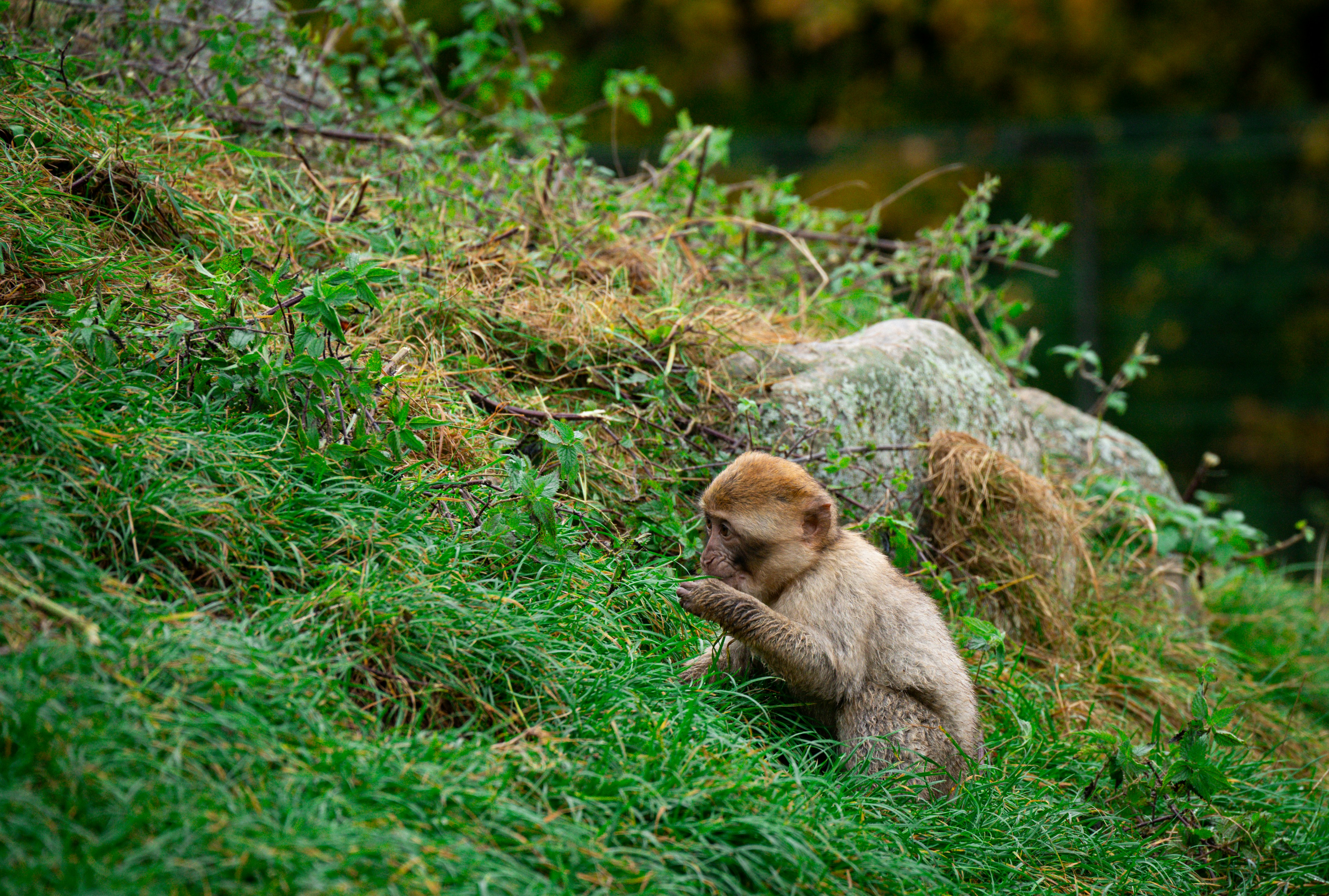 A monkey sits on a grassy hill eating.