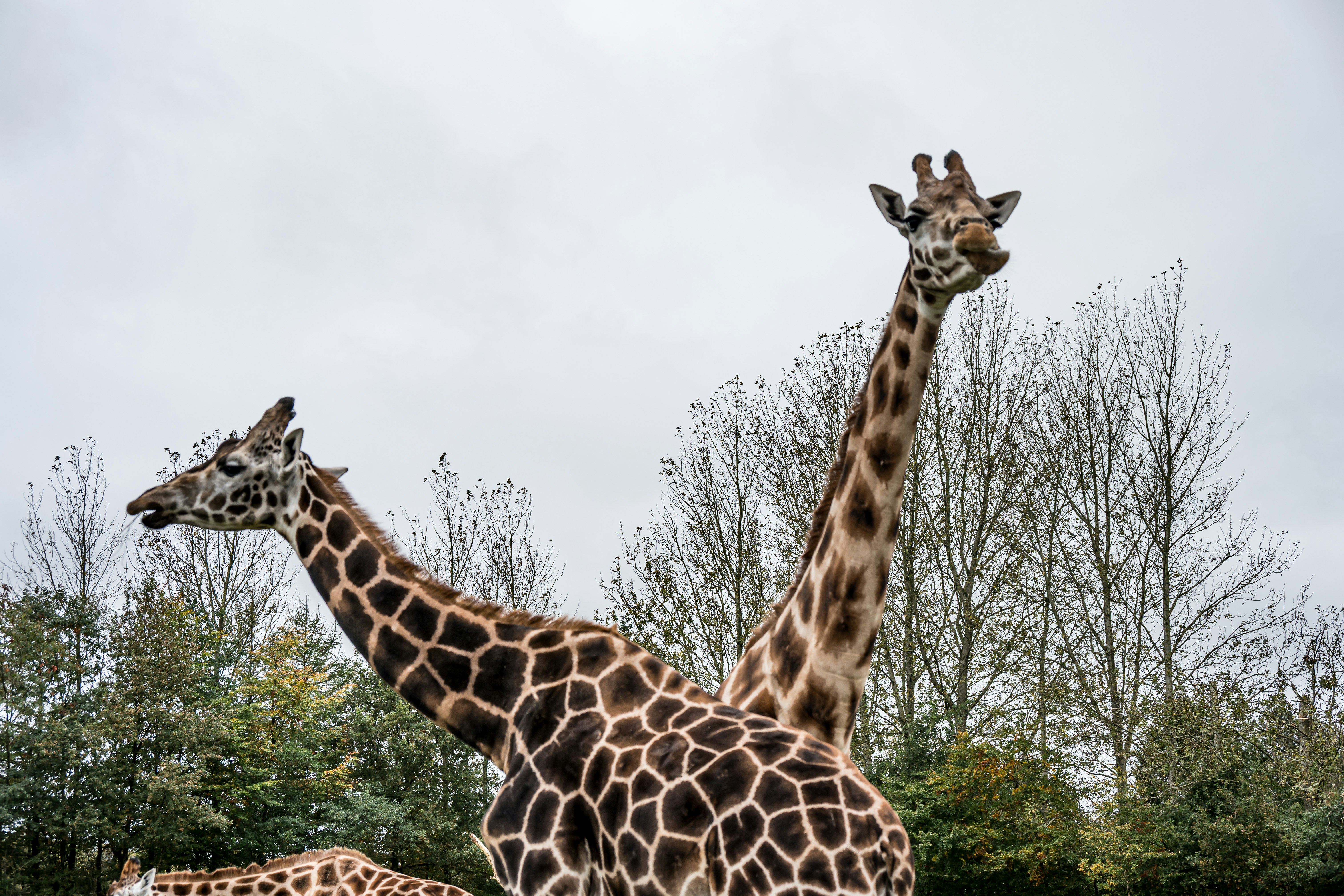 Two giraffes stand tall against a cloudy sky.
