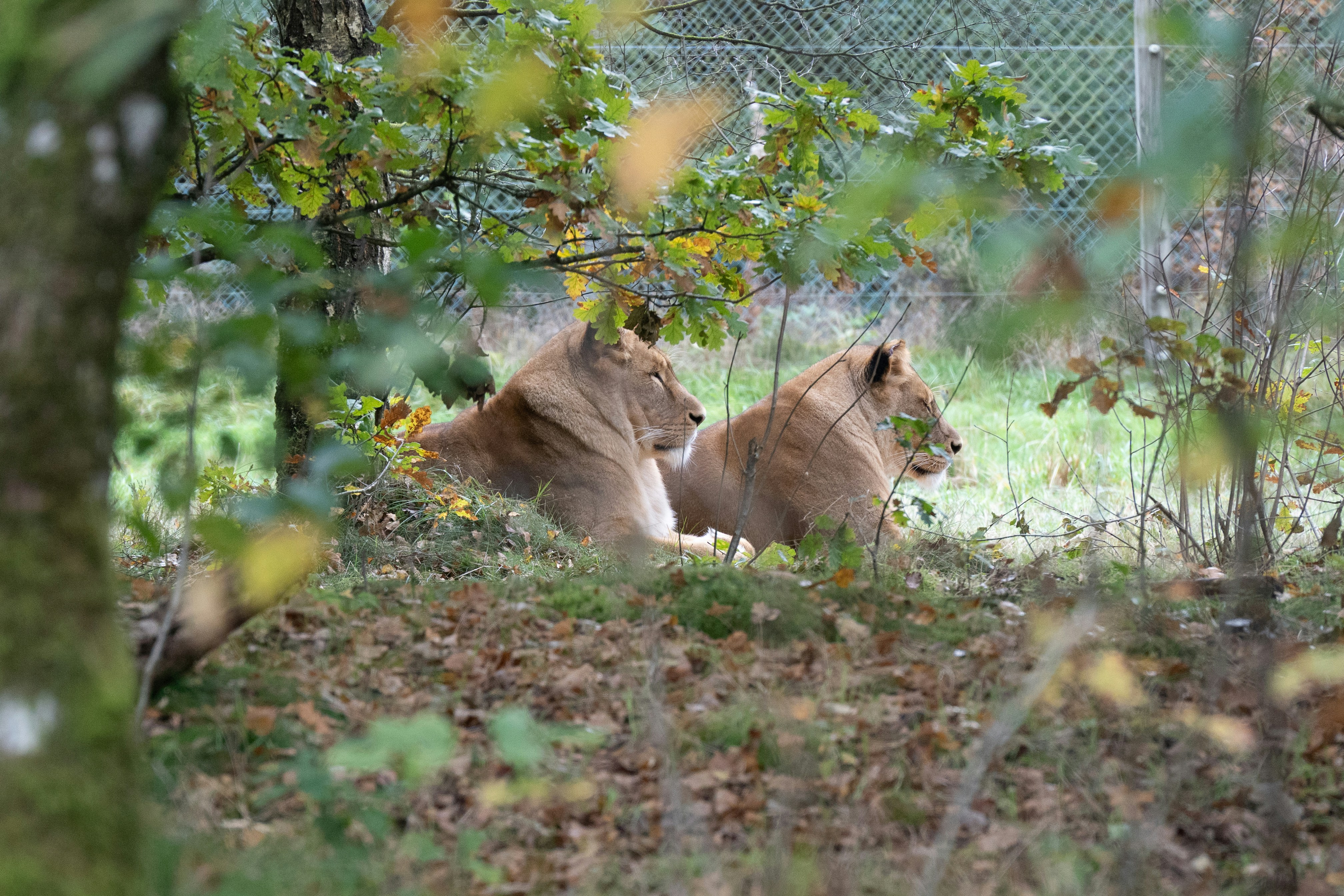 Two lions resting in a grassy enclosure.