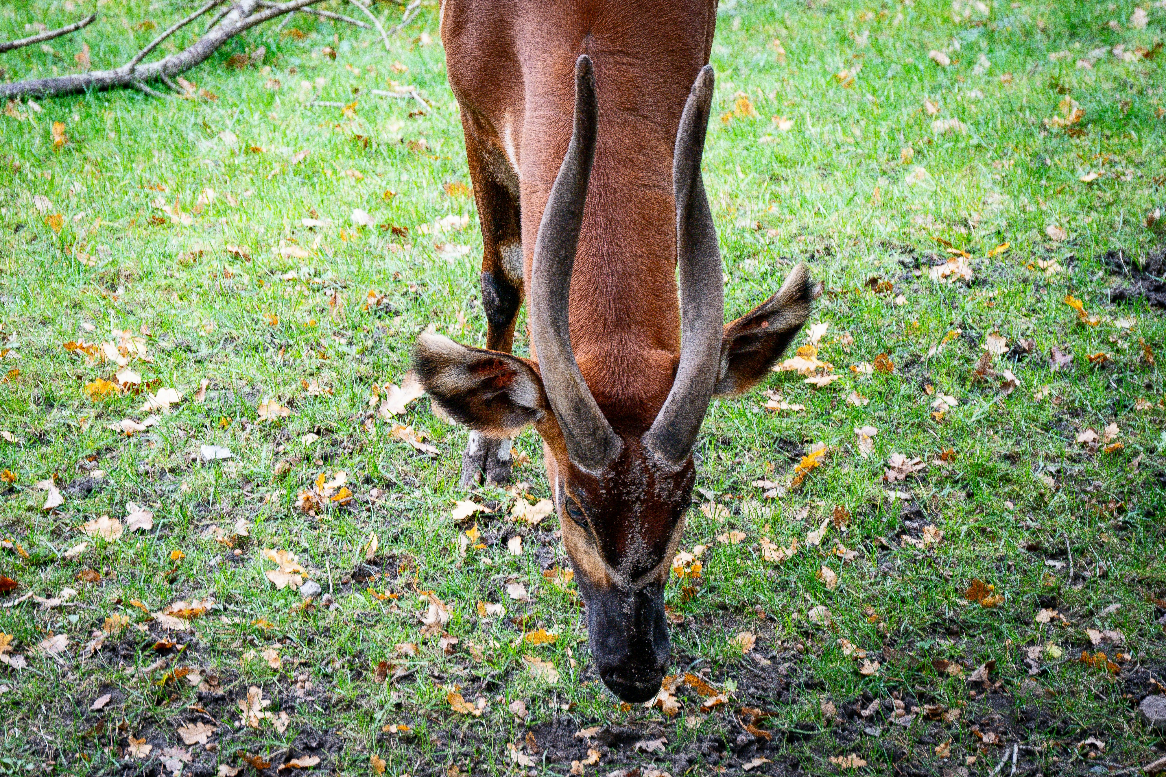 A deer with large antlers grazing on grass.