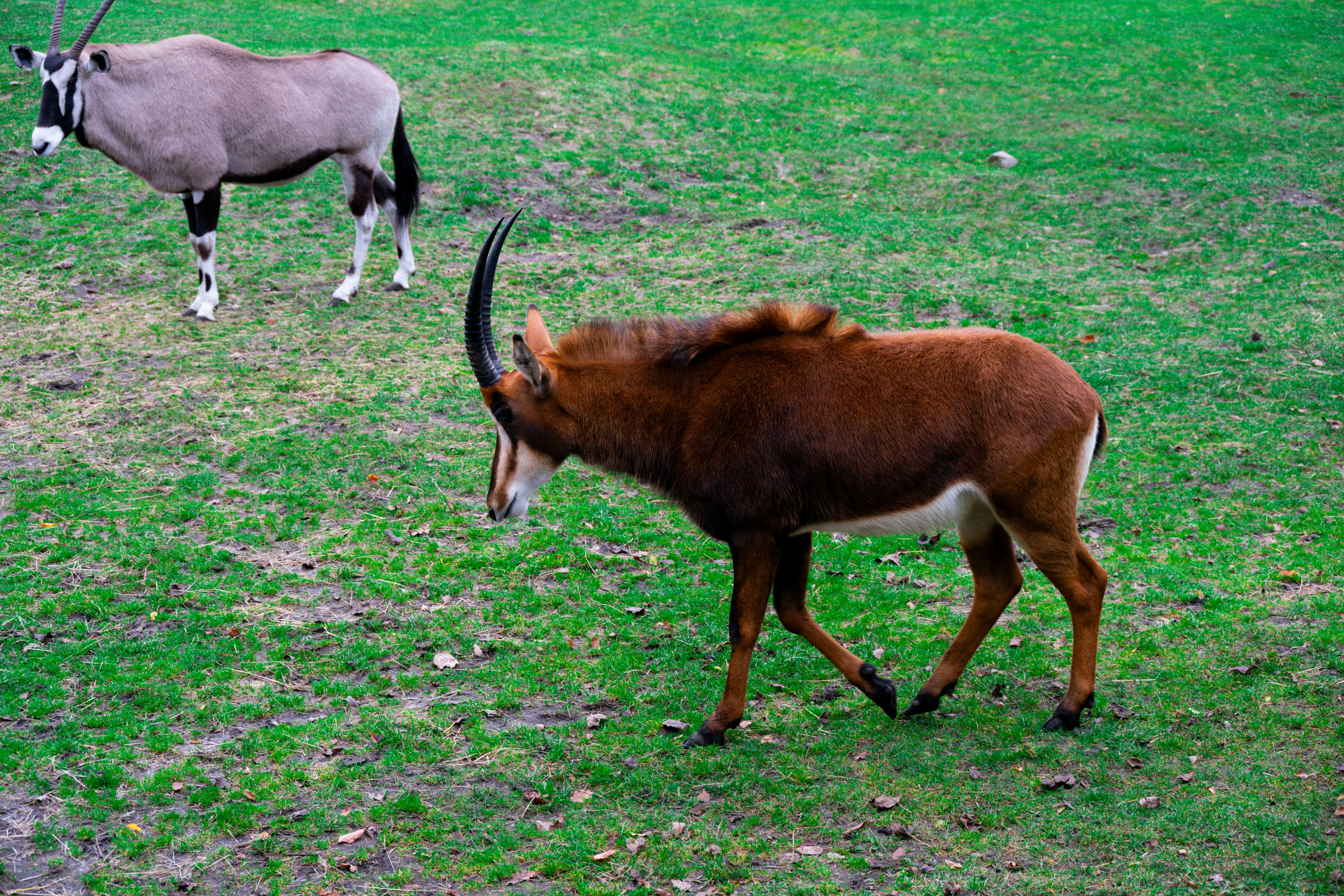 Deux antilopes broutant dans un champ herbeux.