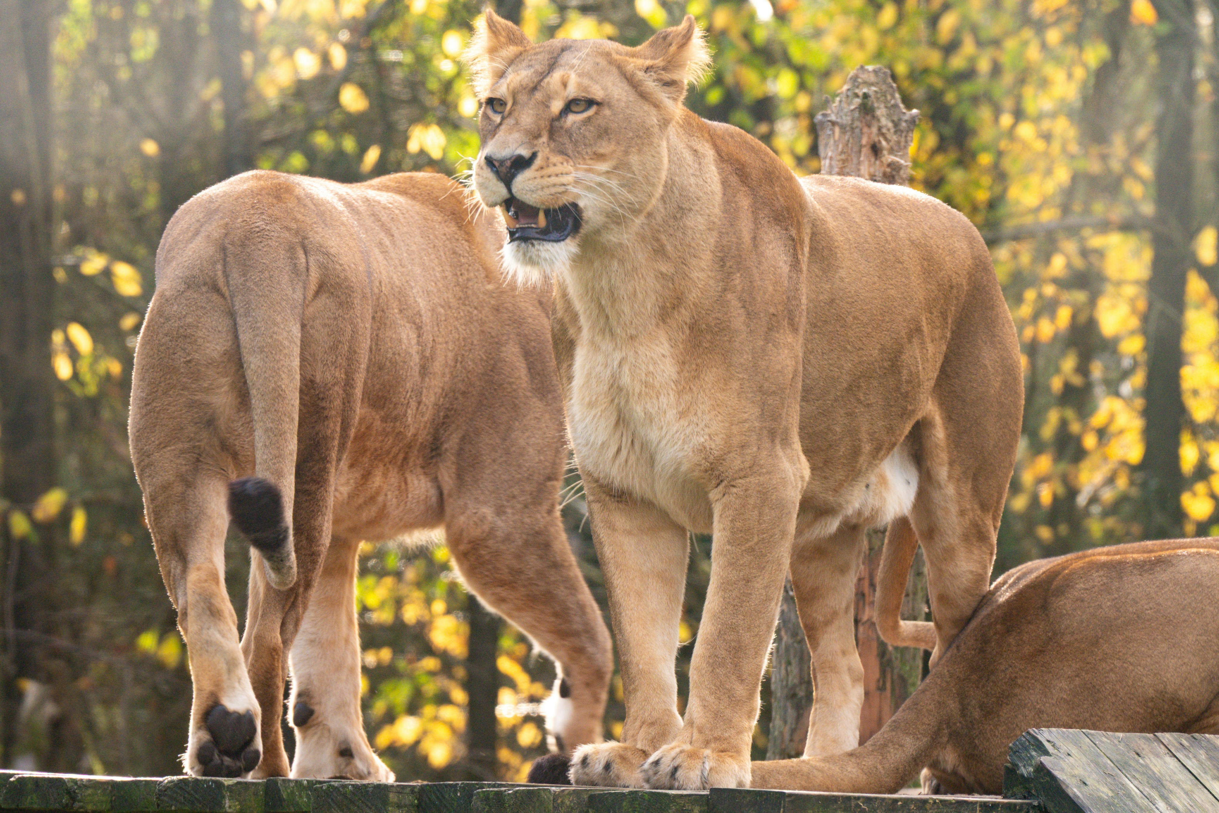 MARKET CALL: Animal Spirits Are Back