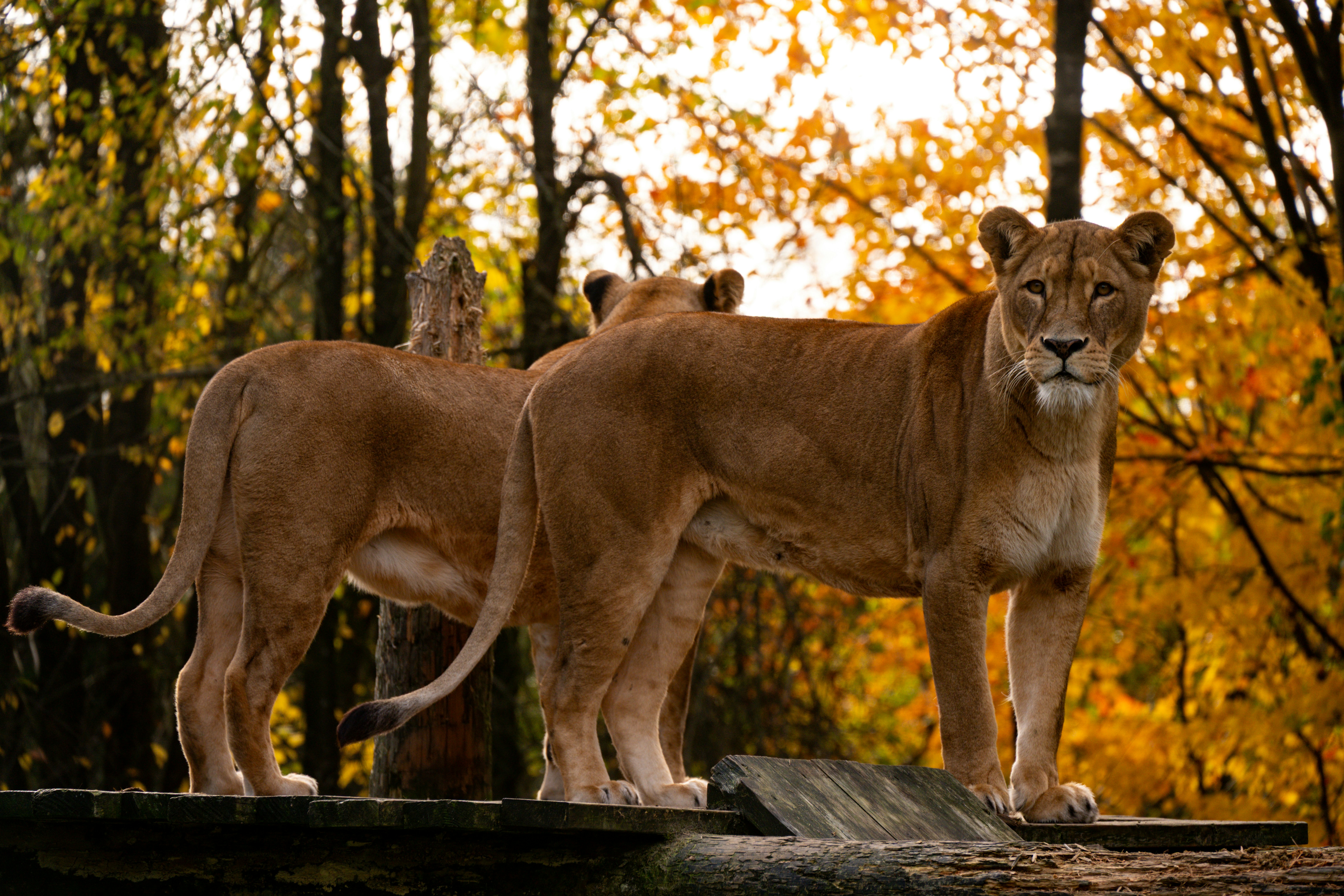 Lions Park