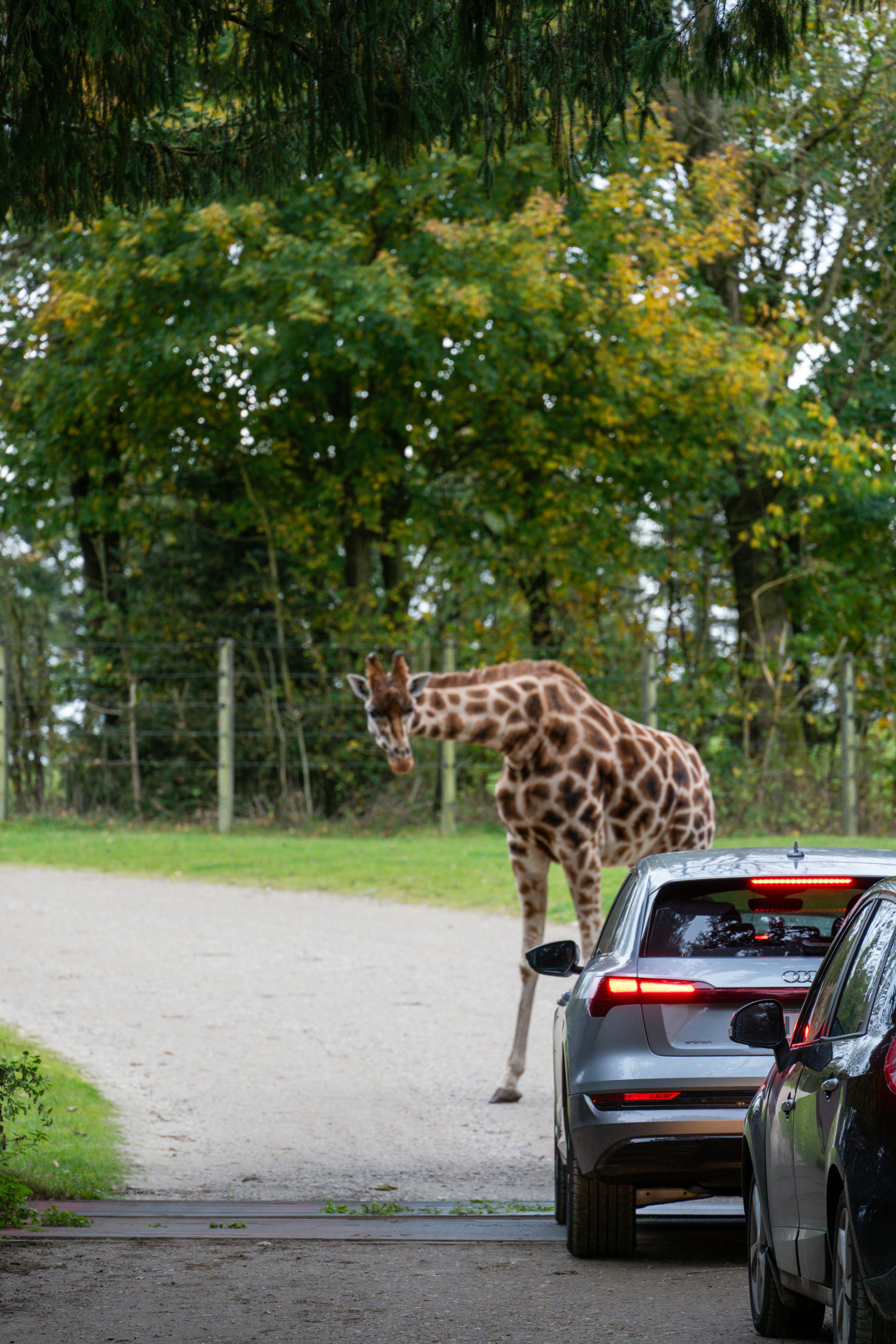Giraffe approaches cars on a dirt road