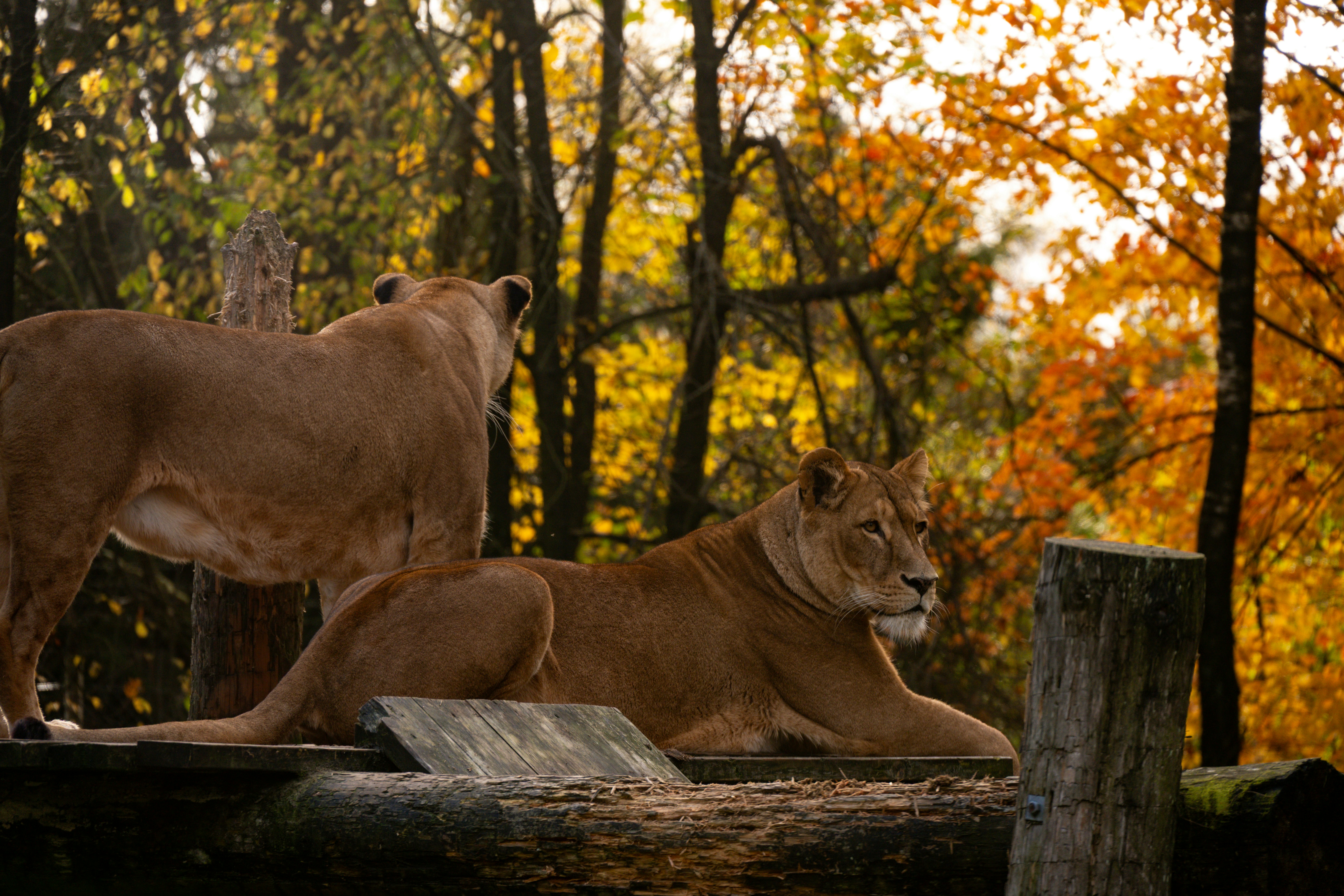 Lions Park
