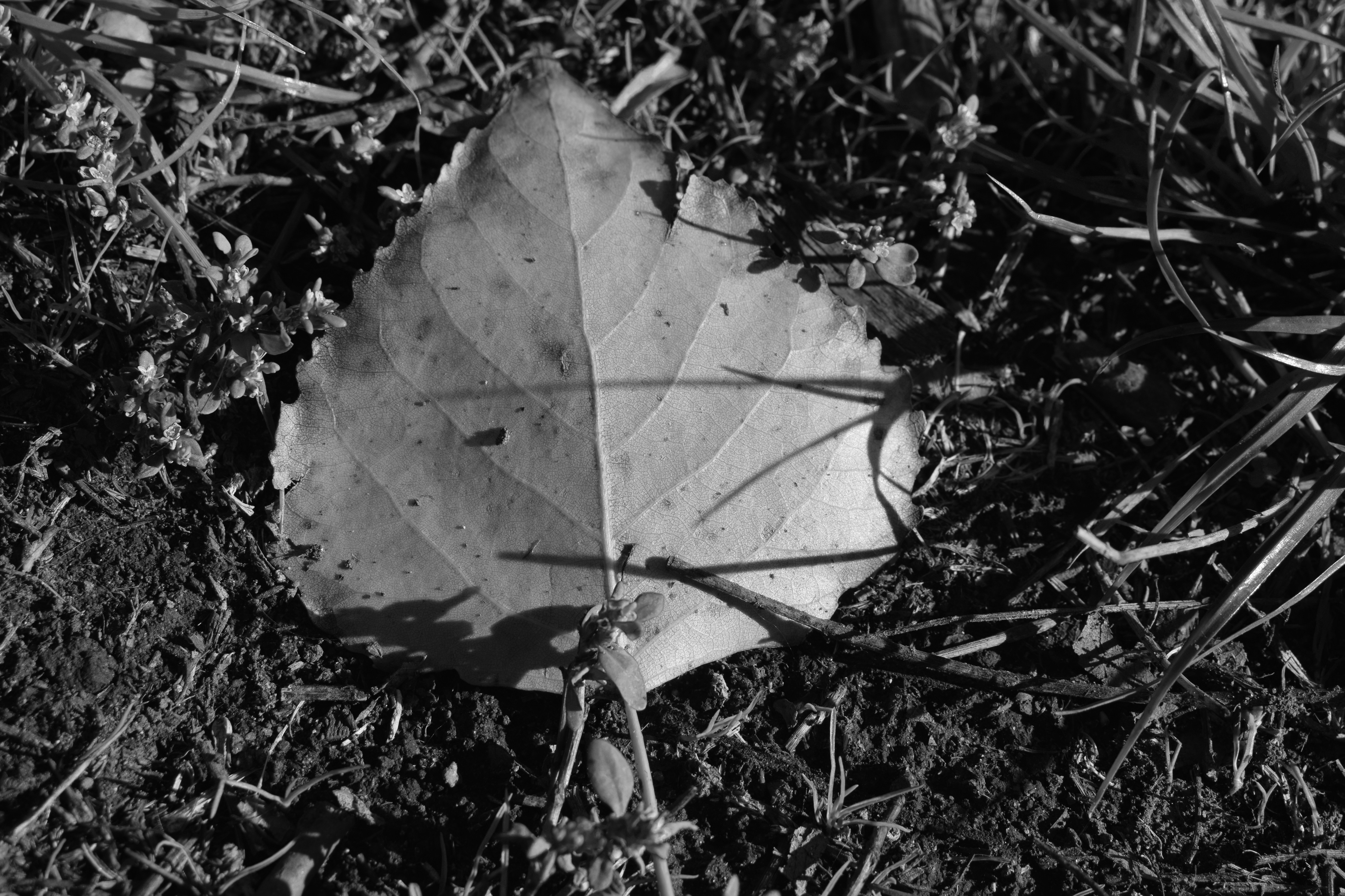Photo by simplicity