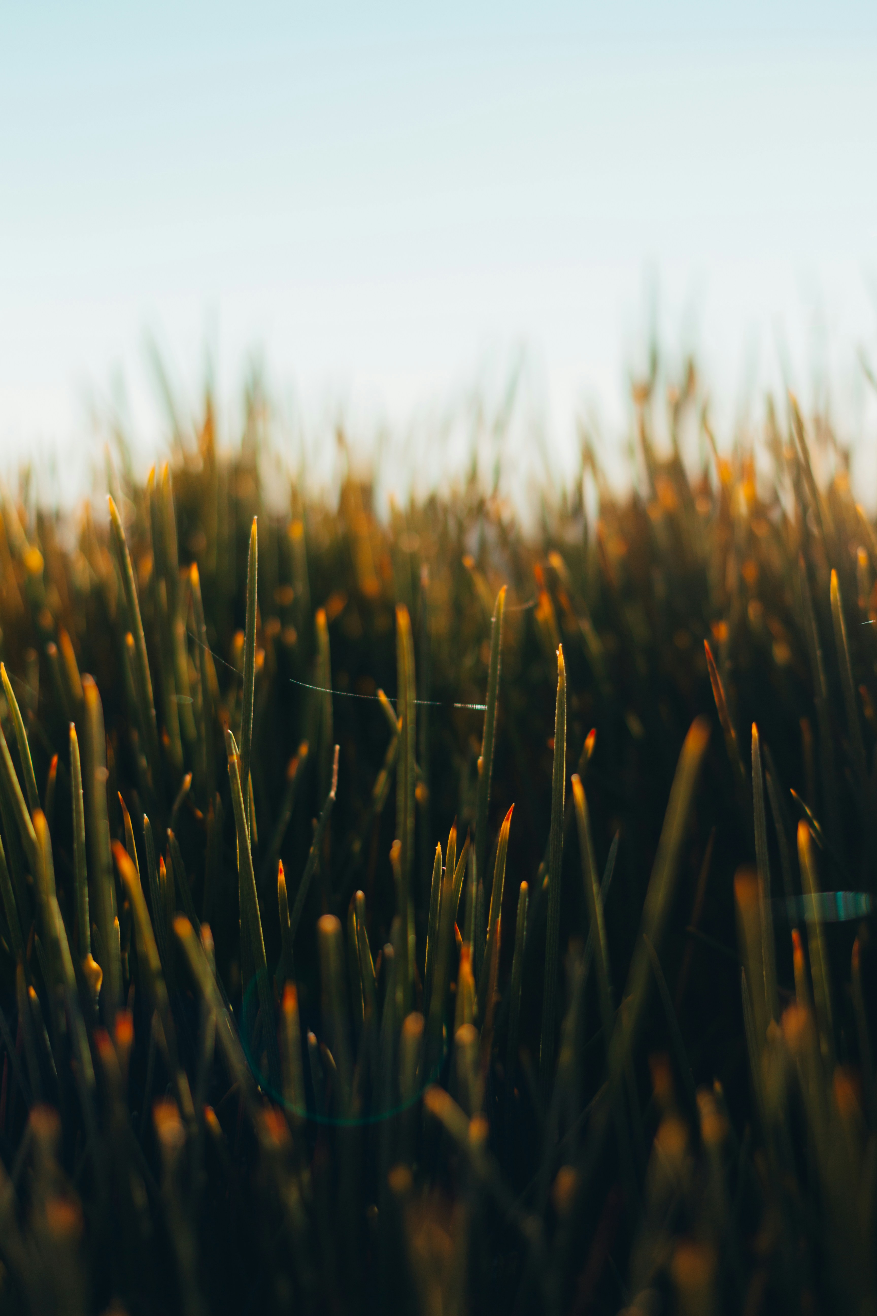 Close-up of tall grass with a spiderweb