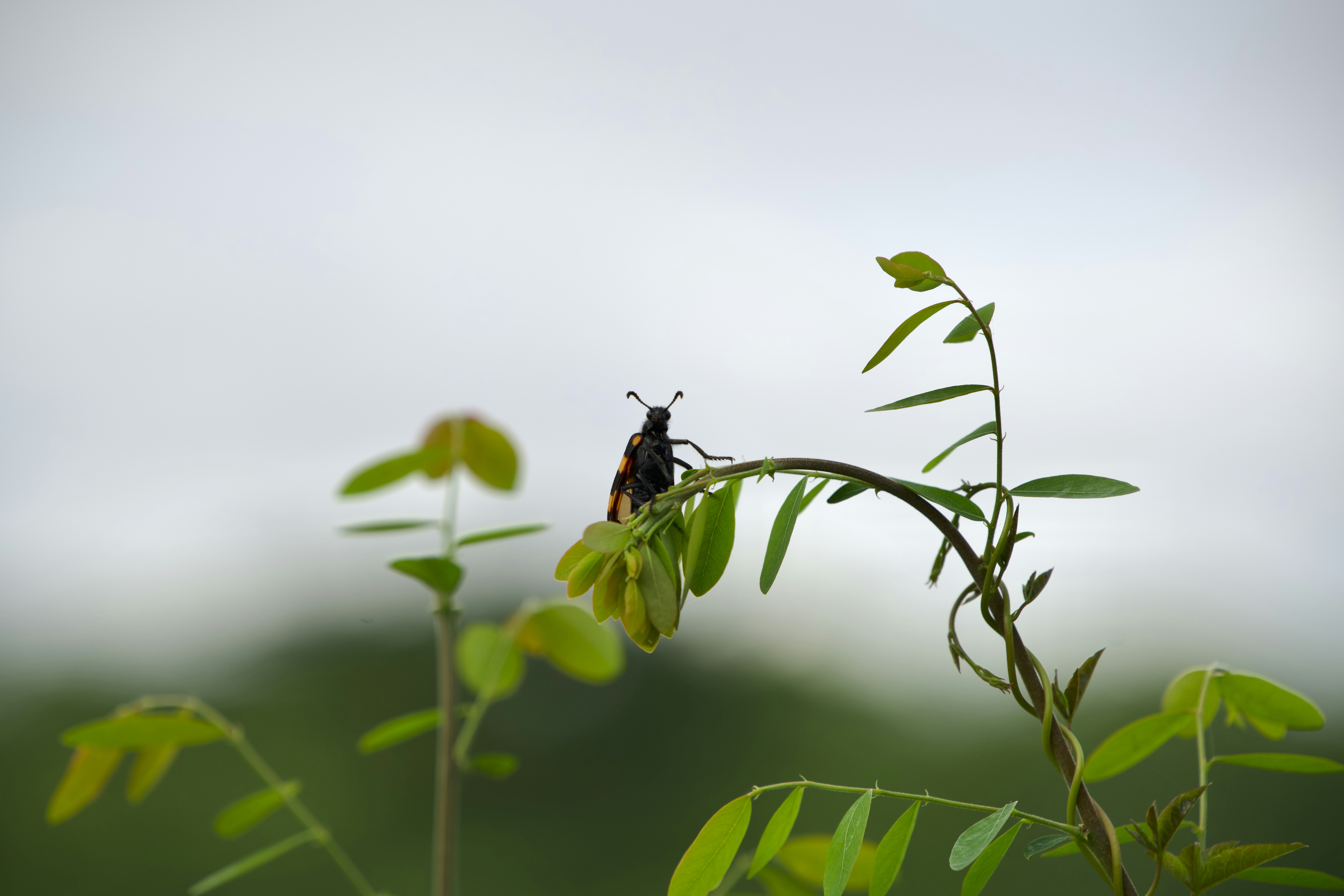 Photo by salmon_skin_roll_