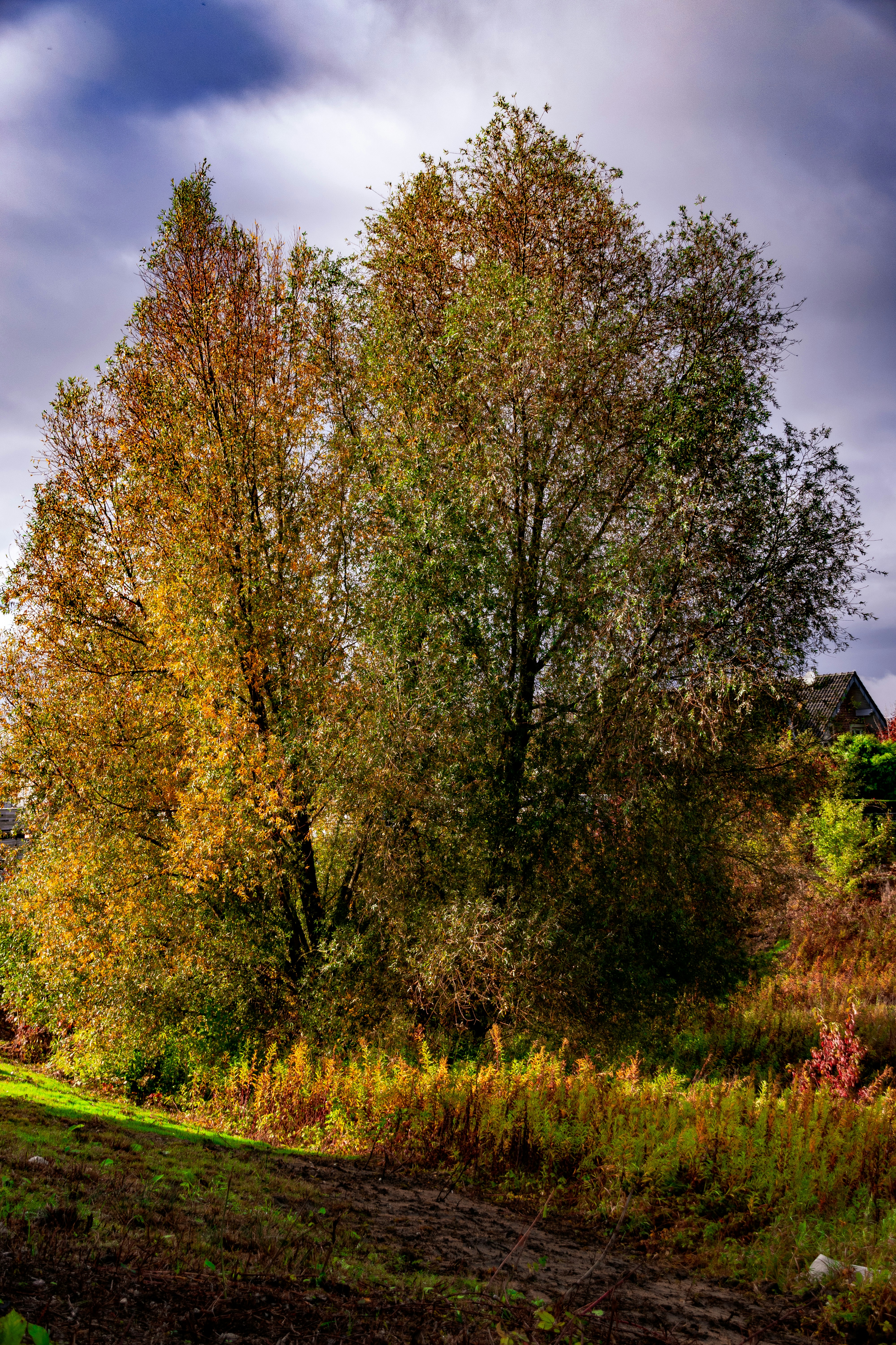 Alberi autunnali con foglie colorate sotto il cielo nuvoloso.