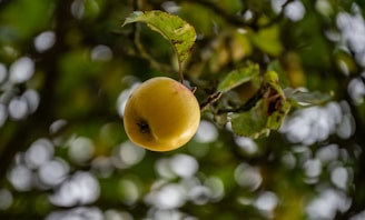 A single yellow apple hangs from a tree branch.