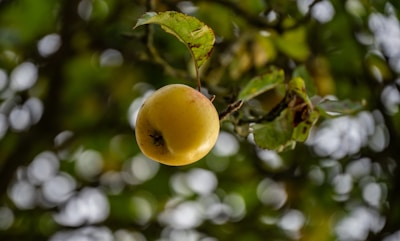 A single yellow apple hangs from a tree branch.