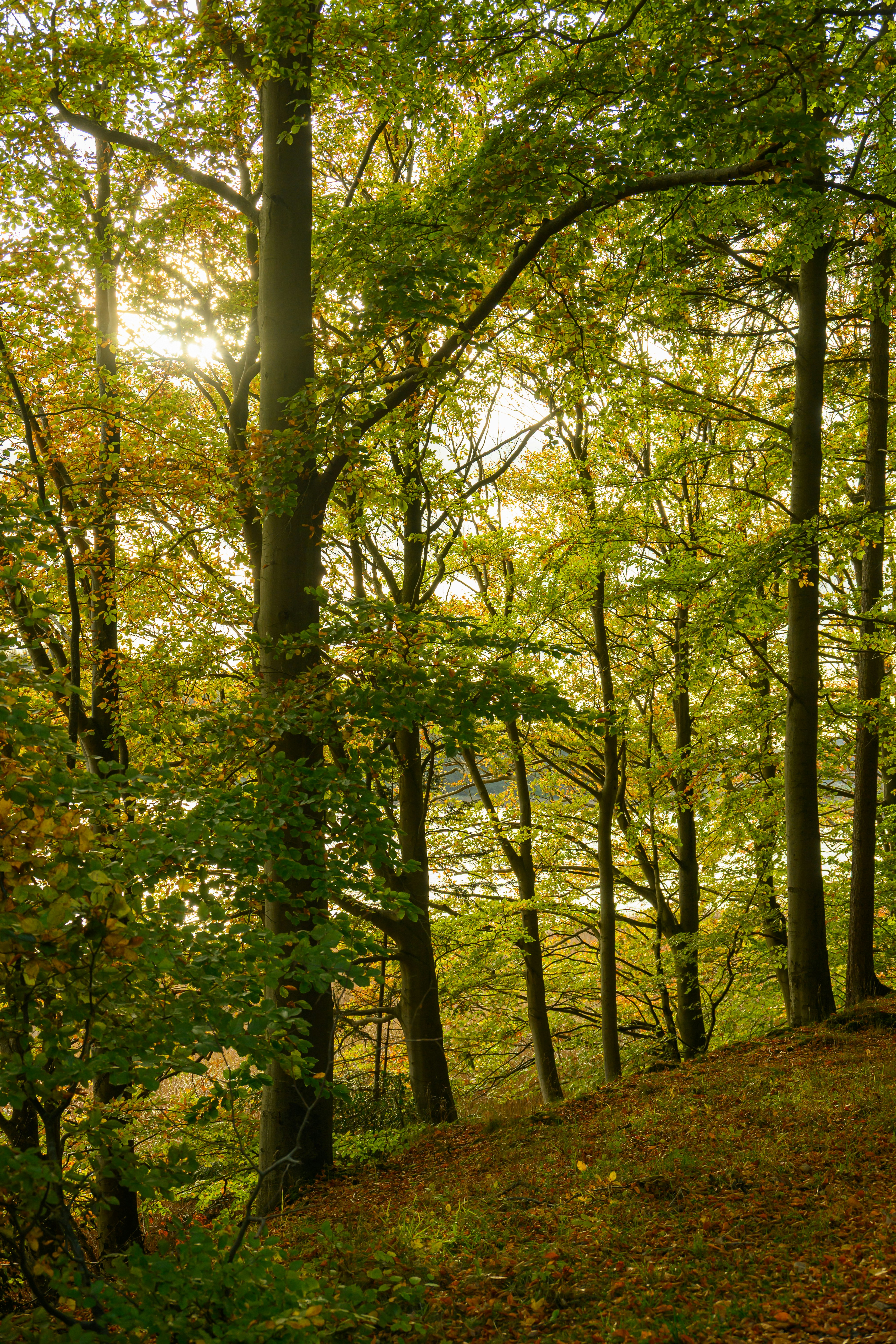 forest wallpaper serene, wallpaper, Wild Camping Ethics: Leave No Trace Principles 6