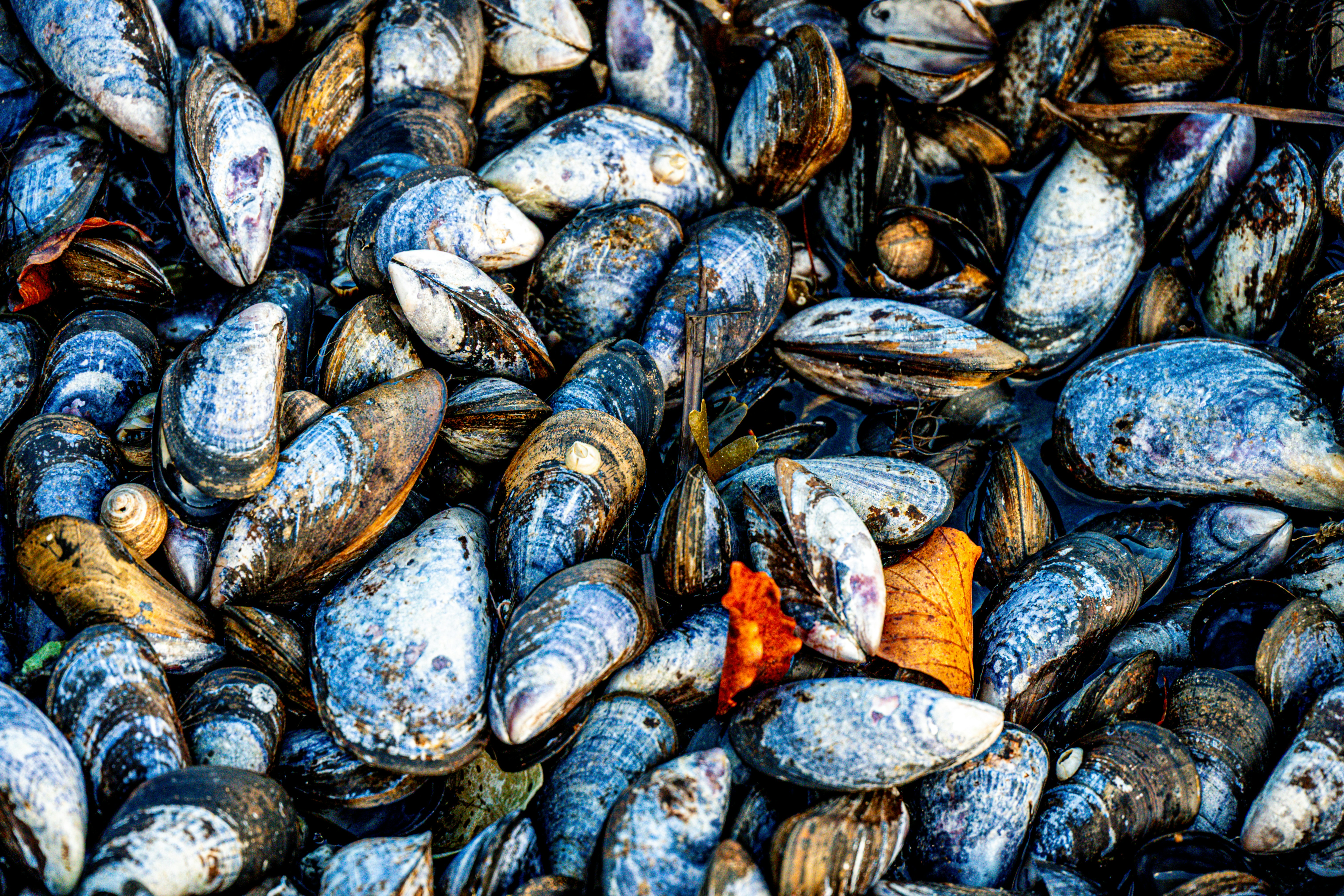 Photo by justmejuliee