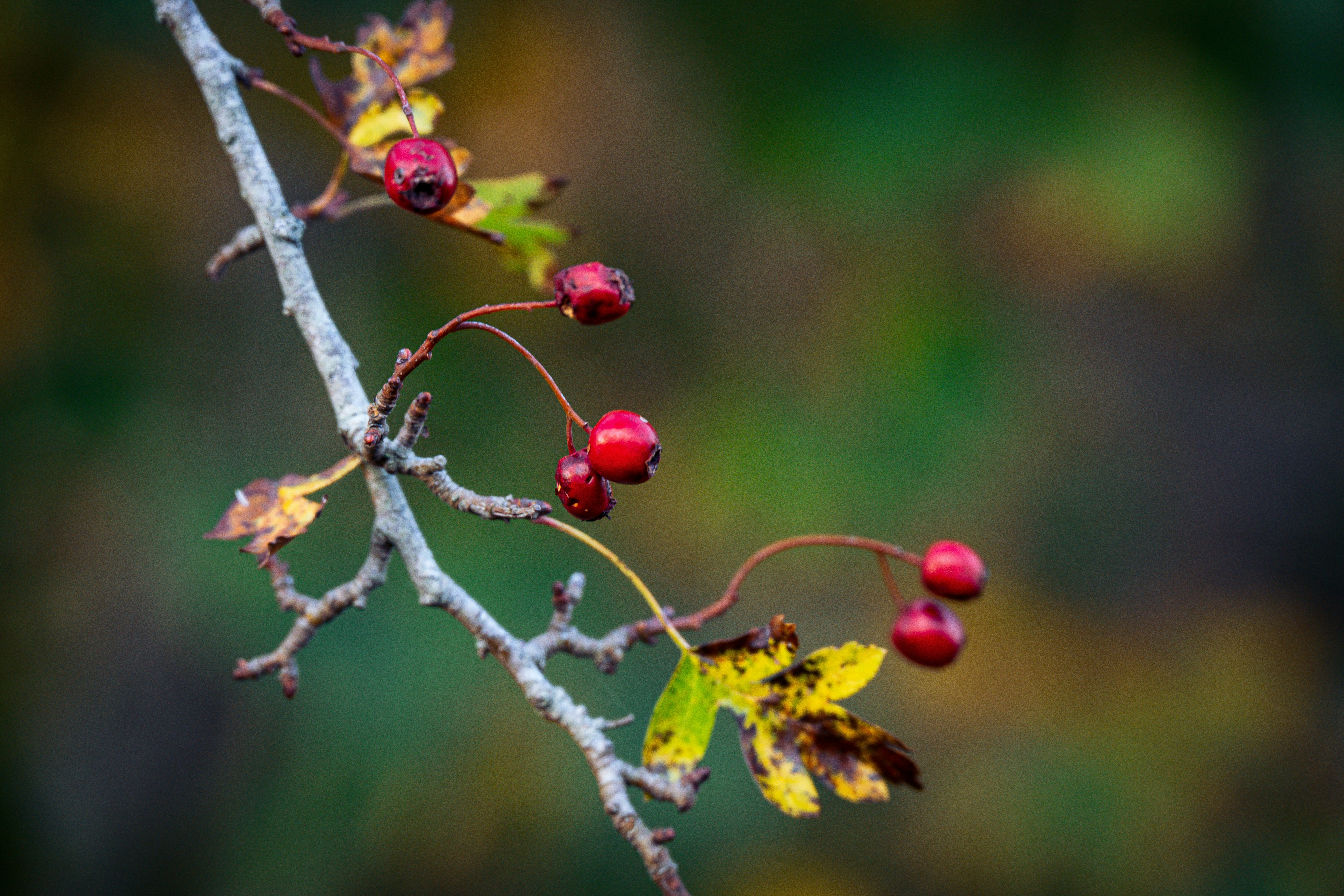 Photo by justmejuliee