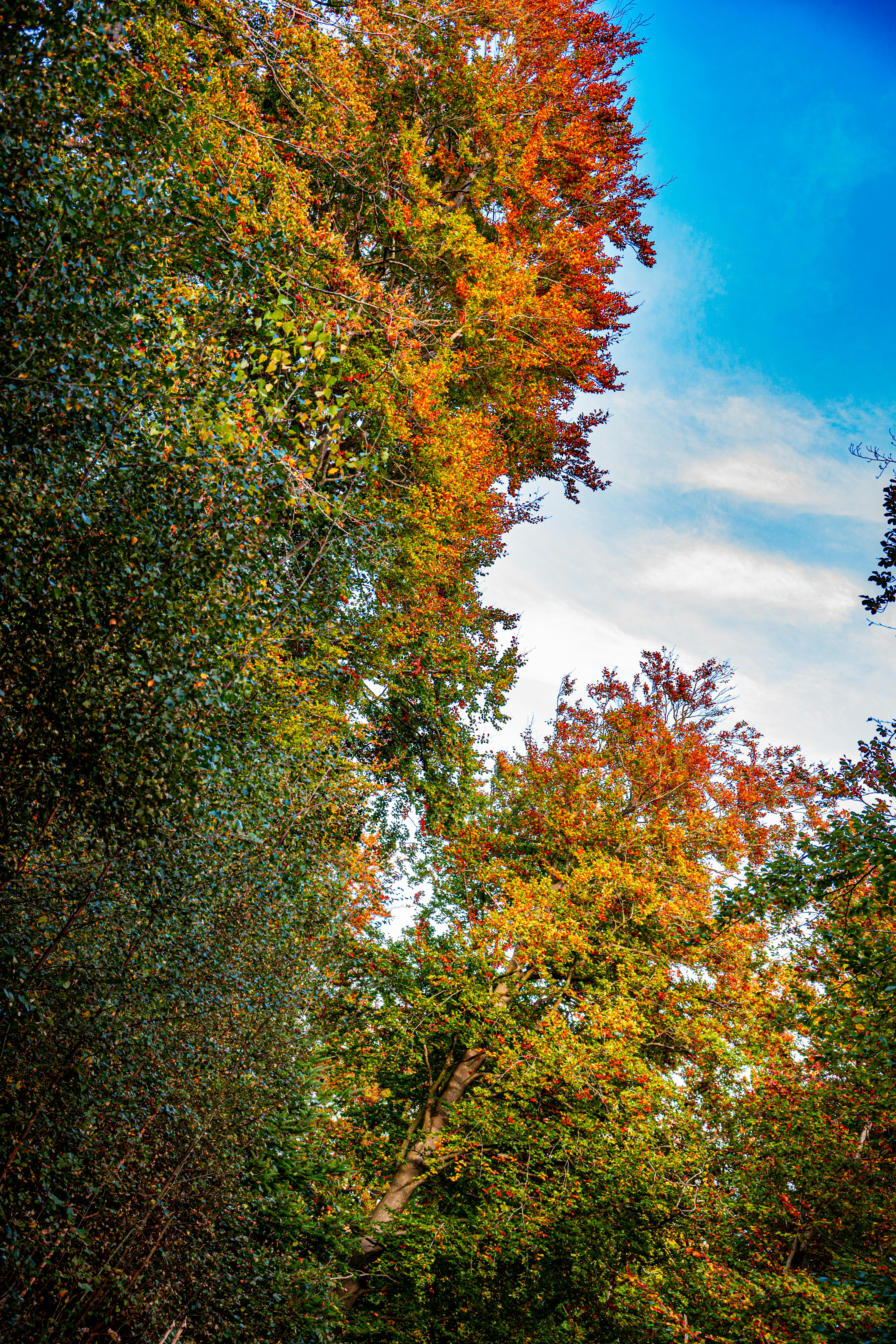 Photo by justmejuliee