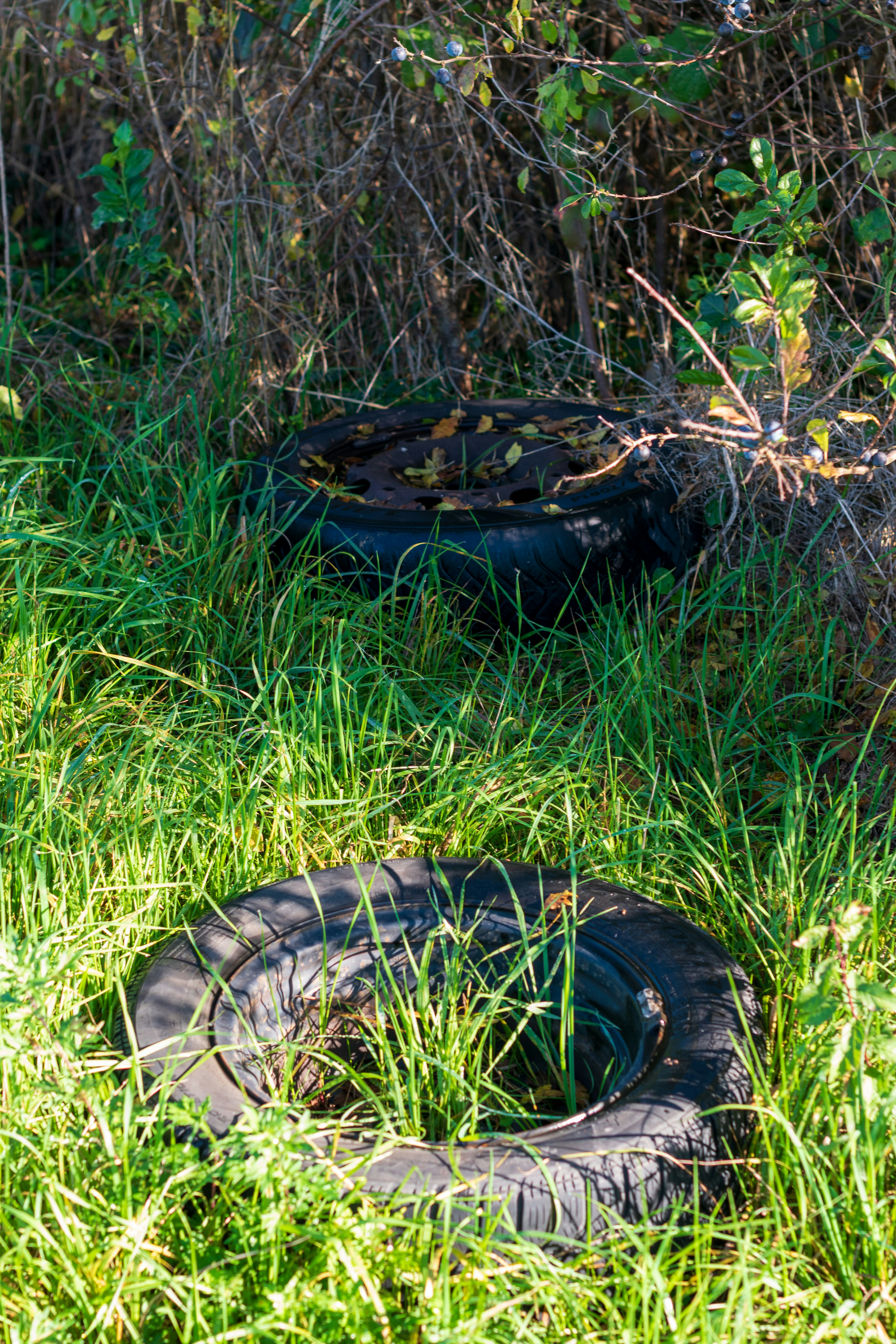 Dos llantas viejas desechadas en hierba verde.