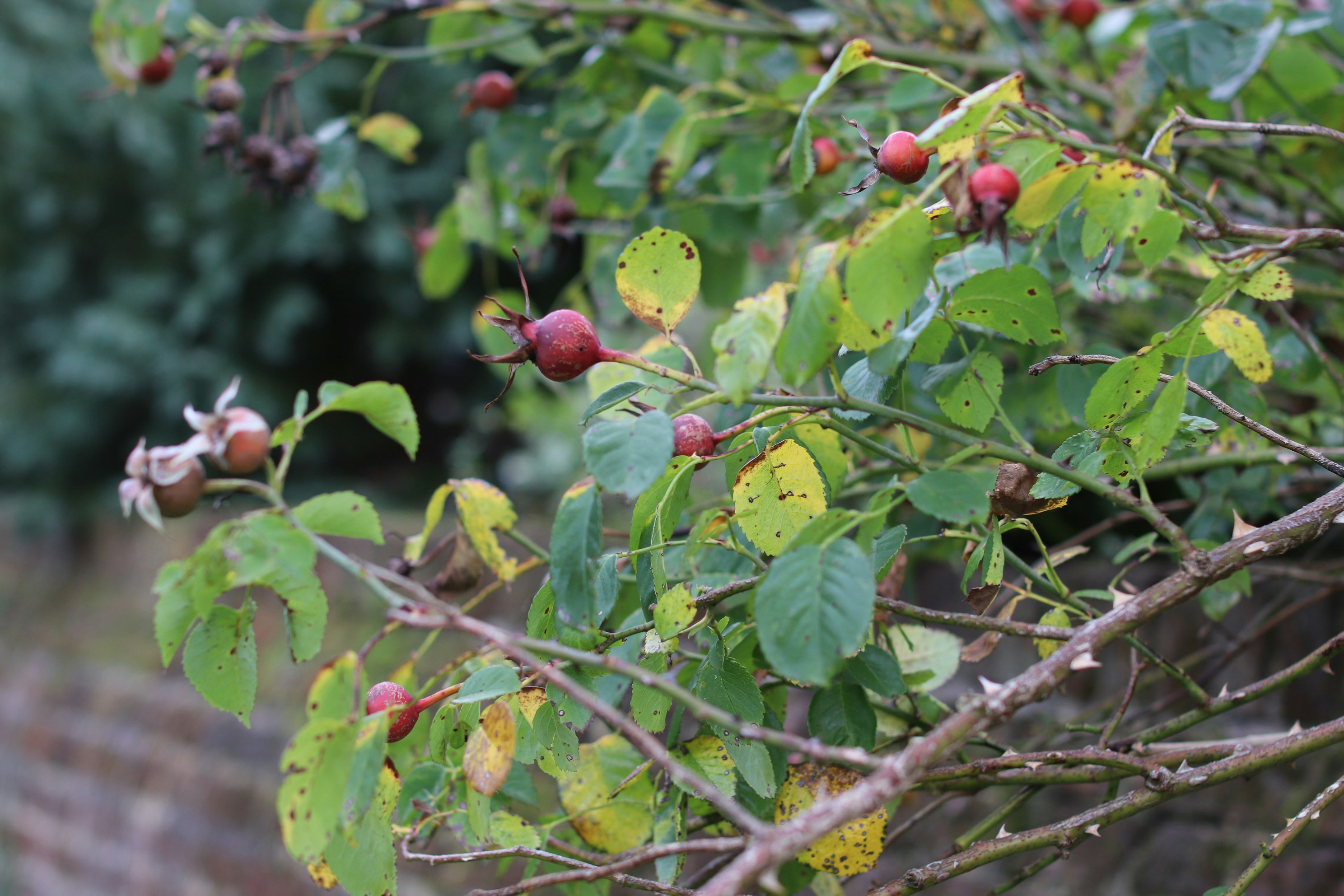 Photo by tanyabarrow