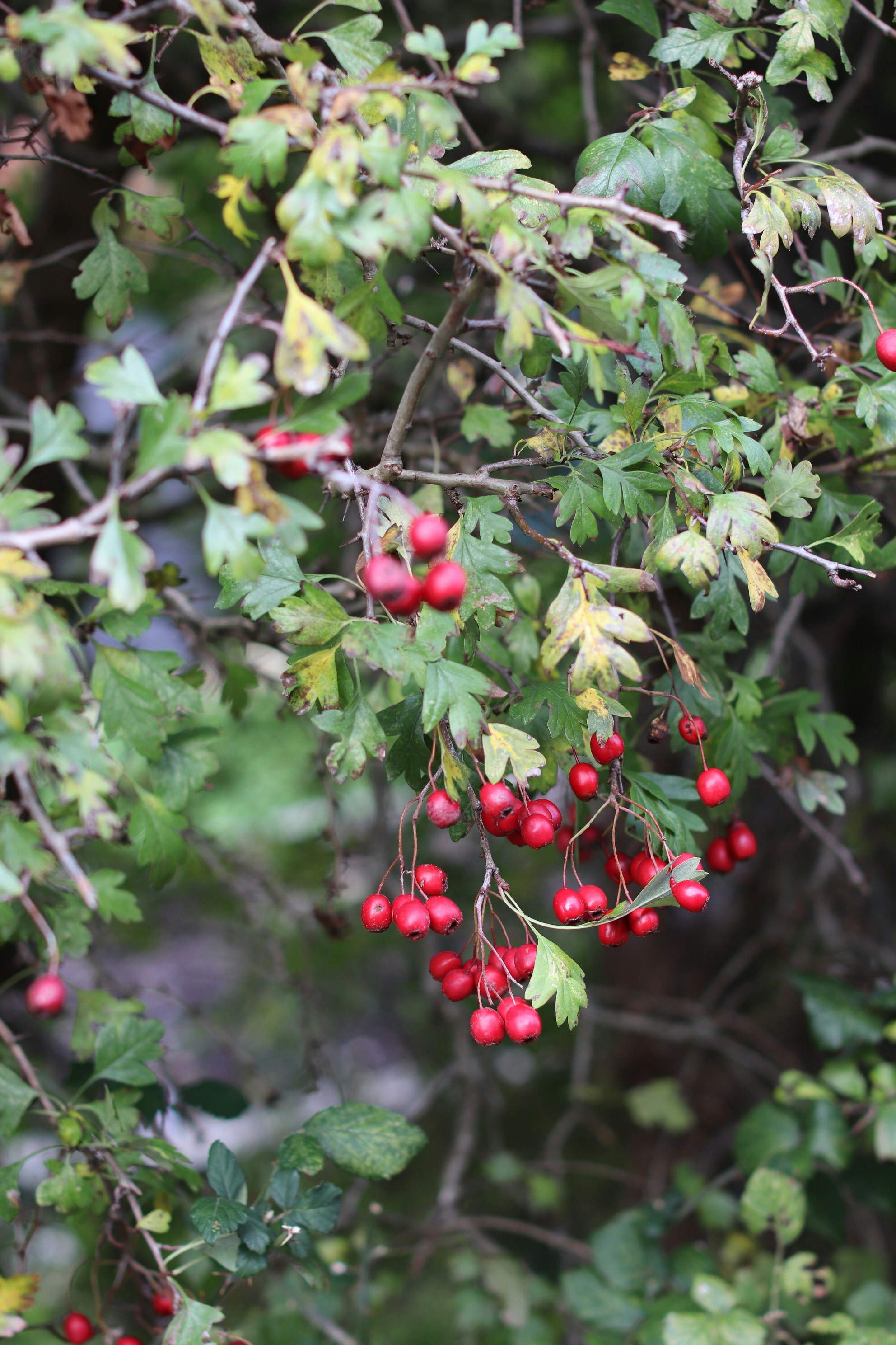 Photo by tanyabarrow