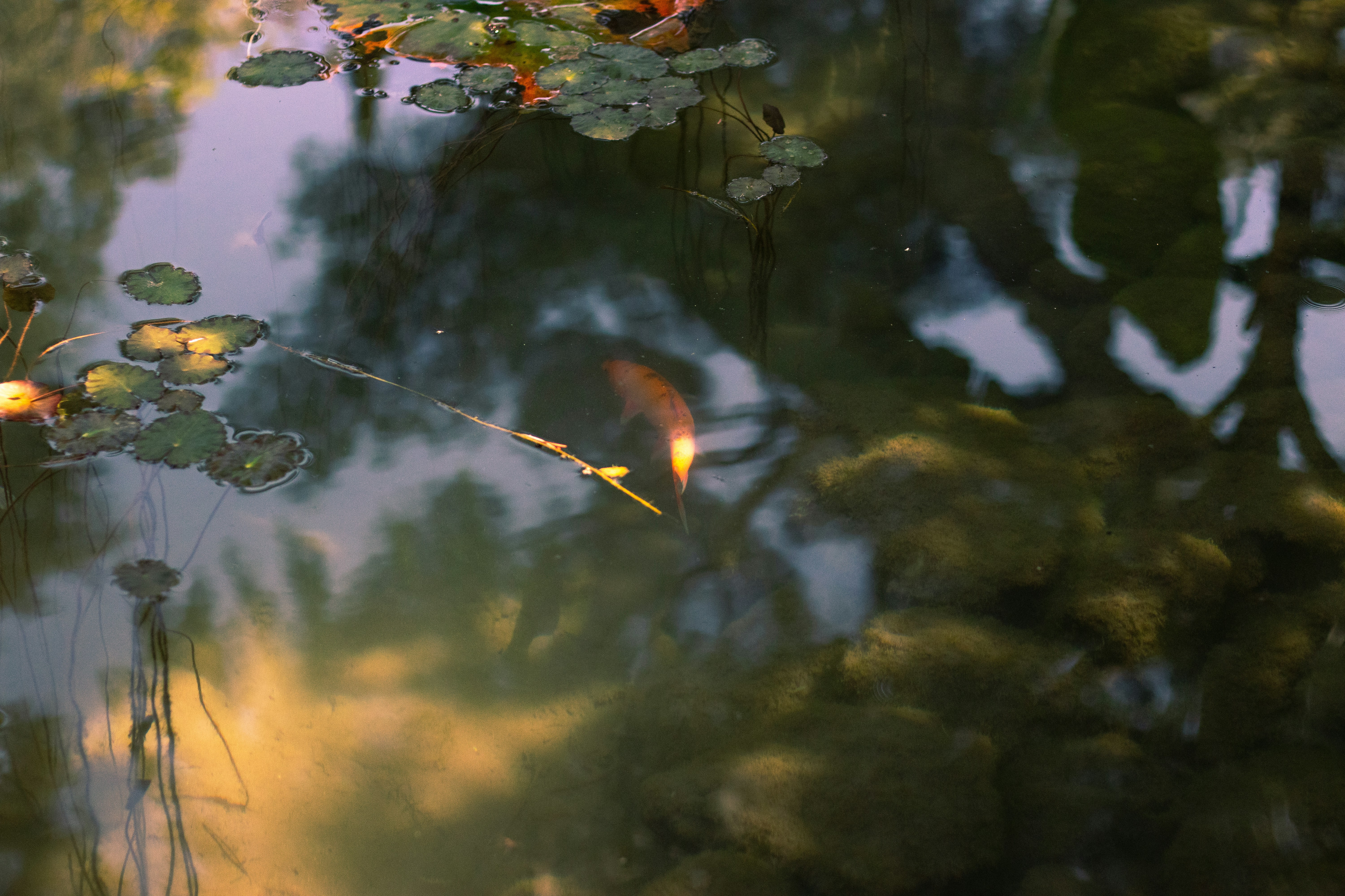 Photo by saraferrari