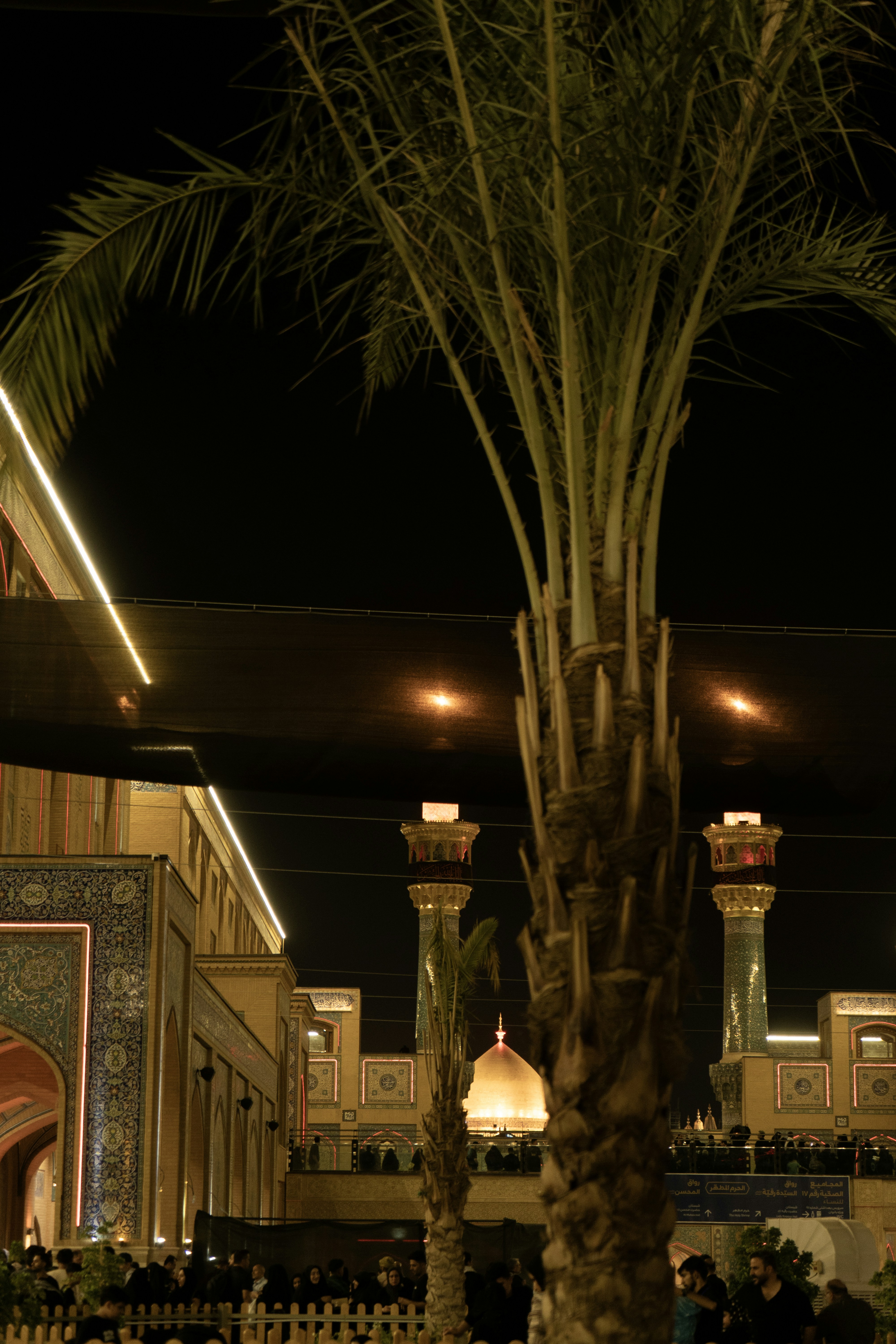 Palmera frente a un edificio iluminado por la noche