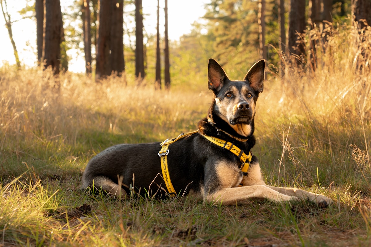 Dog resting in forest setting