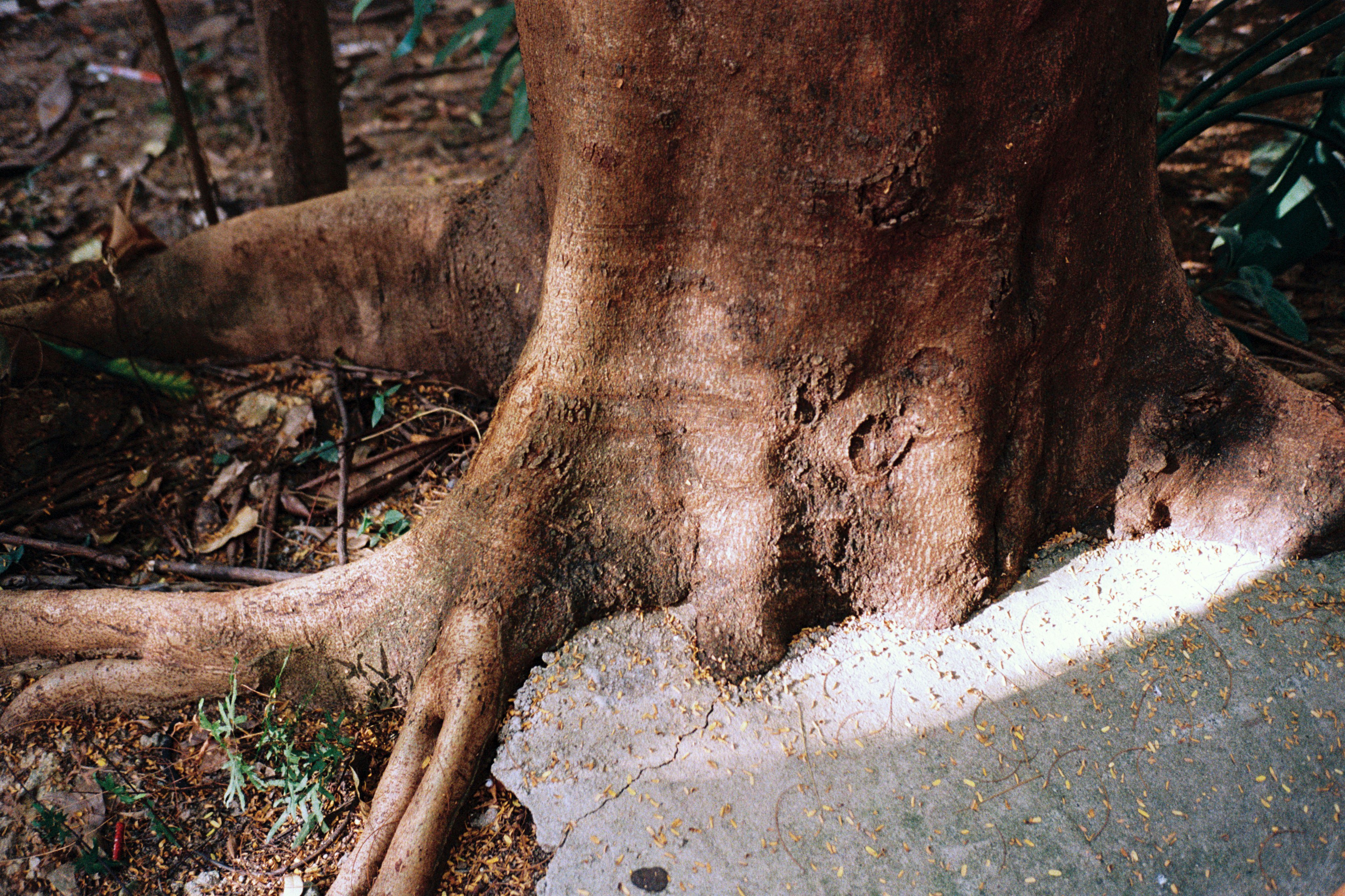 Tree root intrusion breaking through a sewer pipe wall - sewer drain cleaning service