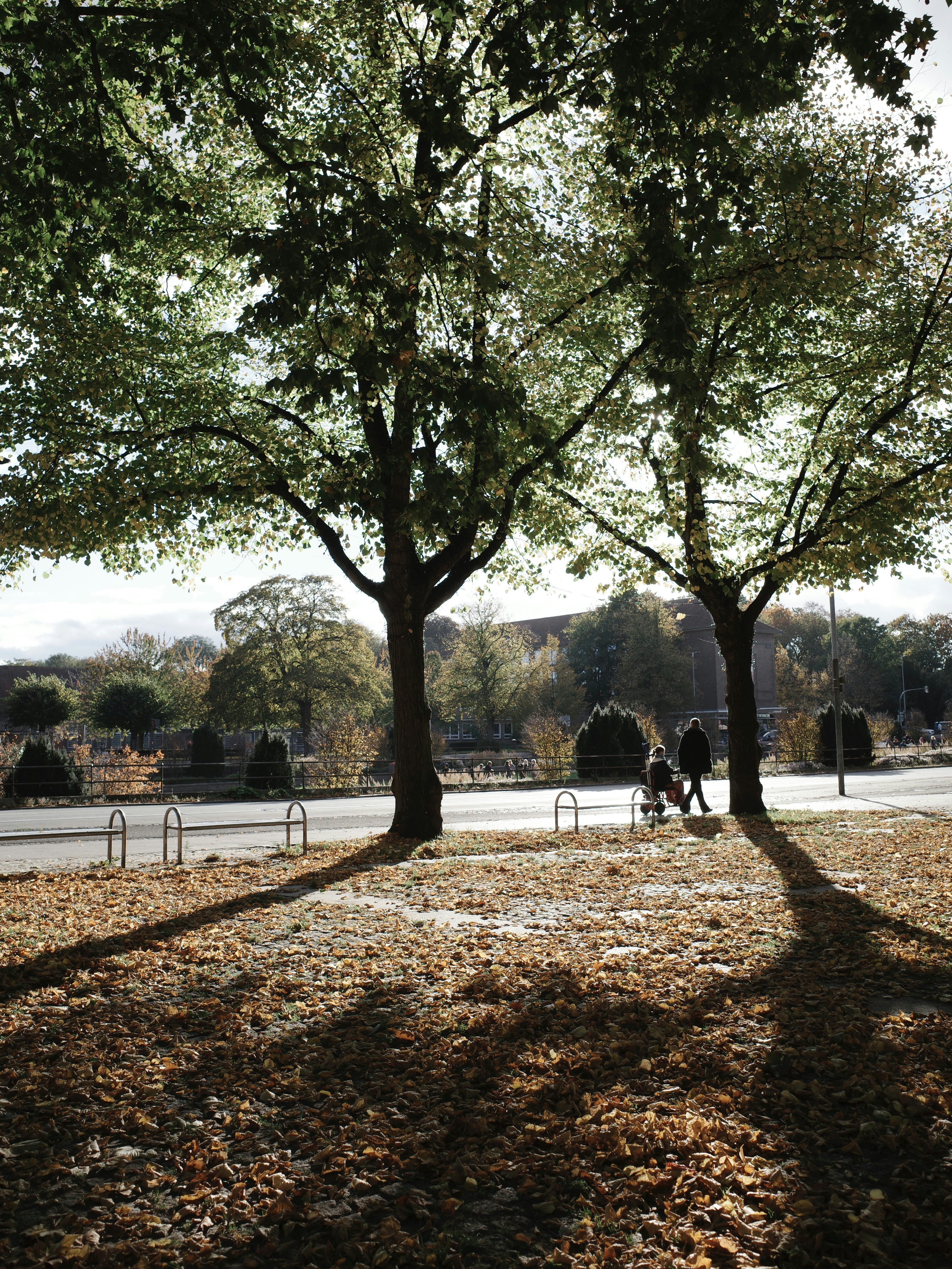 Duas pessoas caminham sob árvores com longas sombras.
