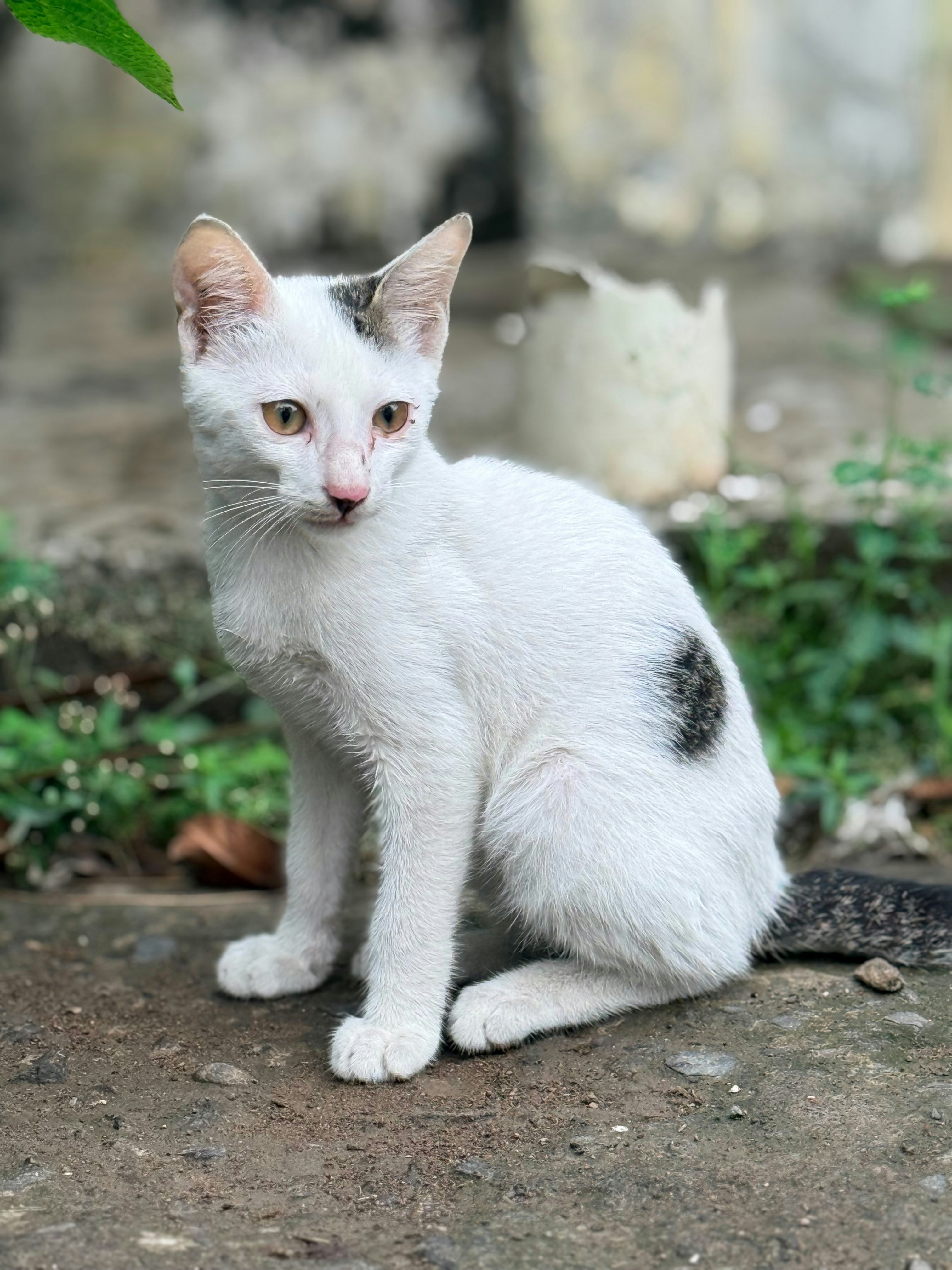 Un gatito blanco con manchas negras se sienta al aire libre.