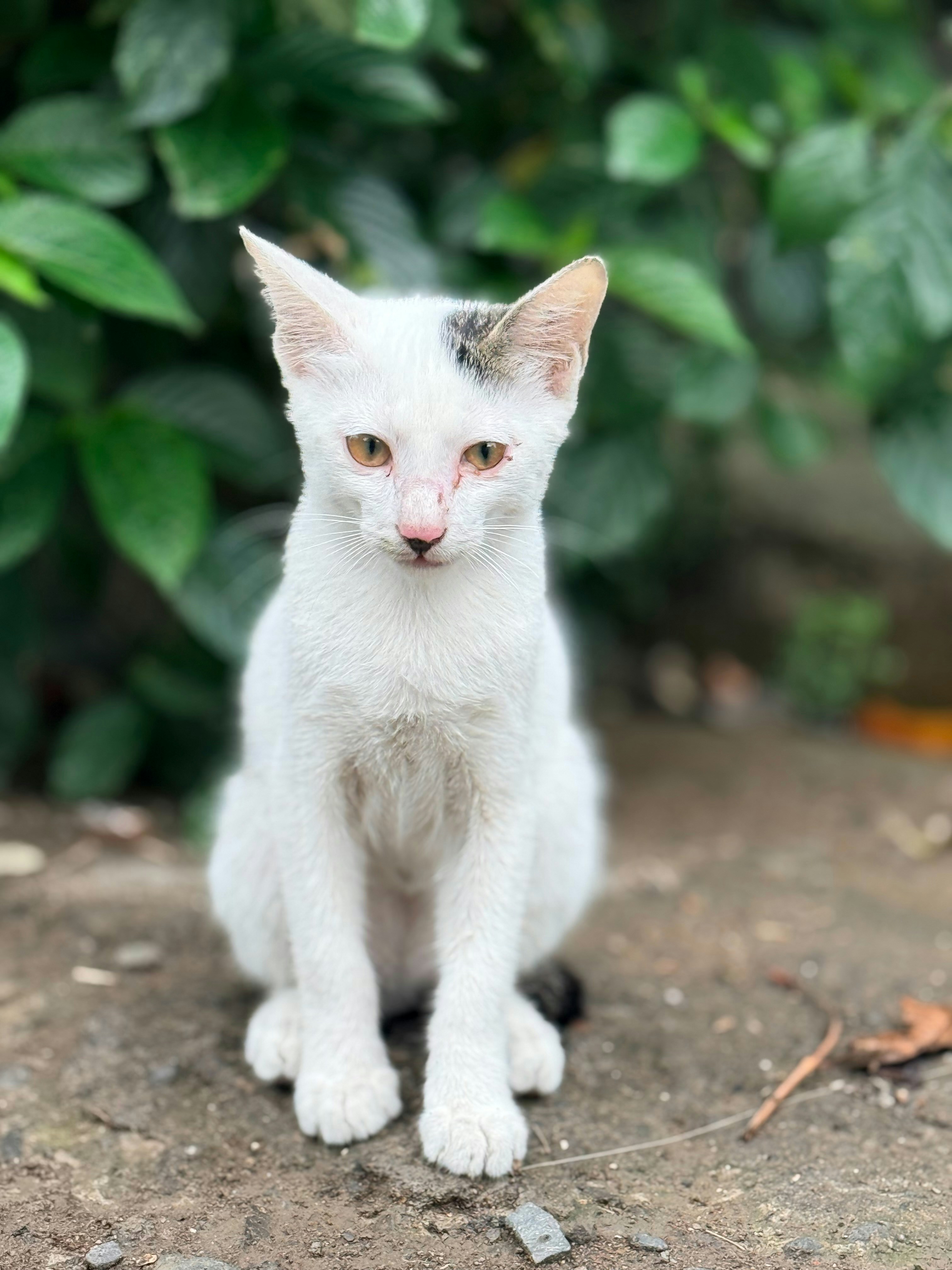 Un gato blanco con una mancha negra se sienta al aire libre.