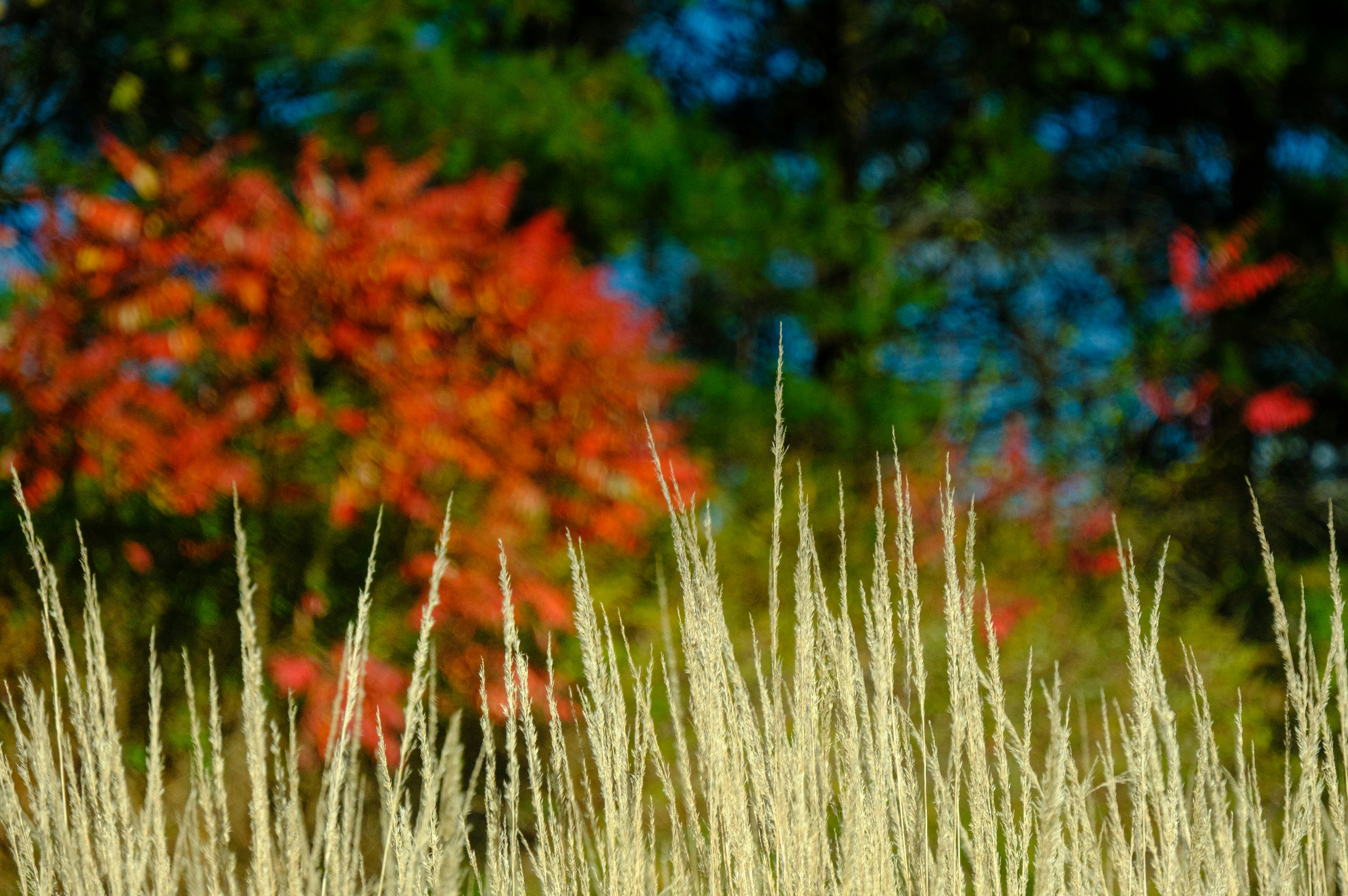 Little Bluestem grass in its fall colors - xeriscape garden plants