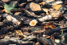 Small mushroom growing among wood chips and leaves.