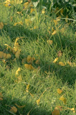 Yellow leaves scattered on green grass in sunlight.
