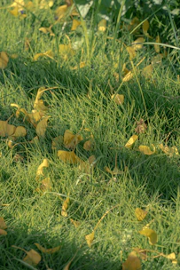 Yellow leaves scattered on green grass in sunlight.