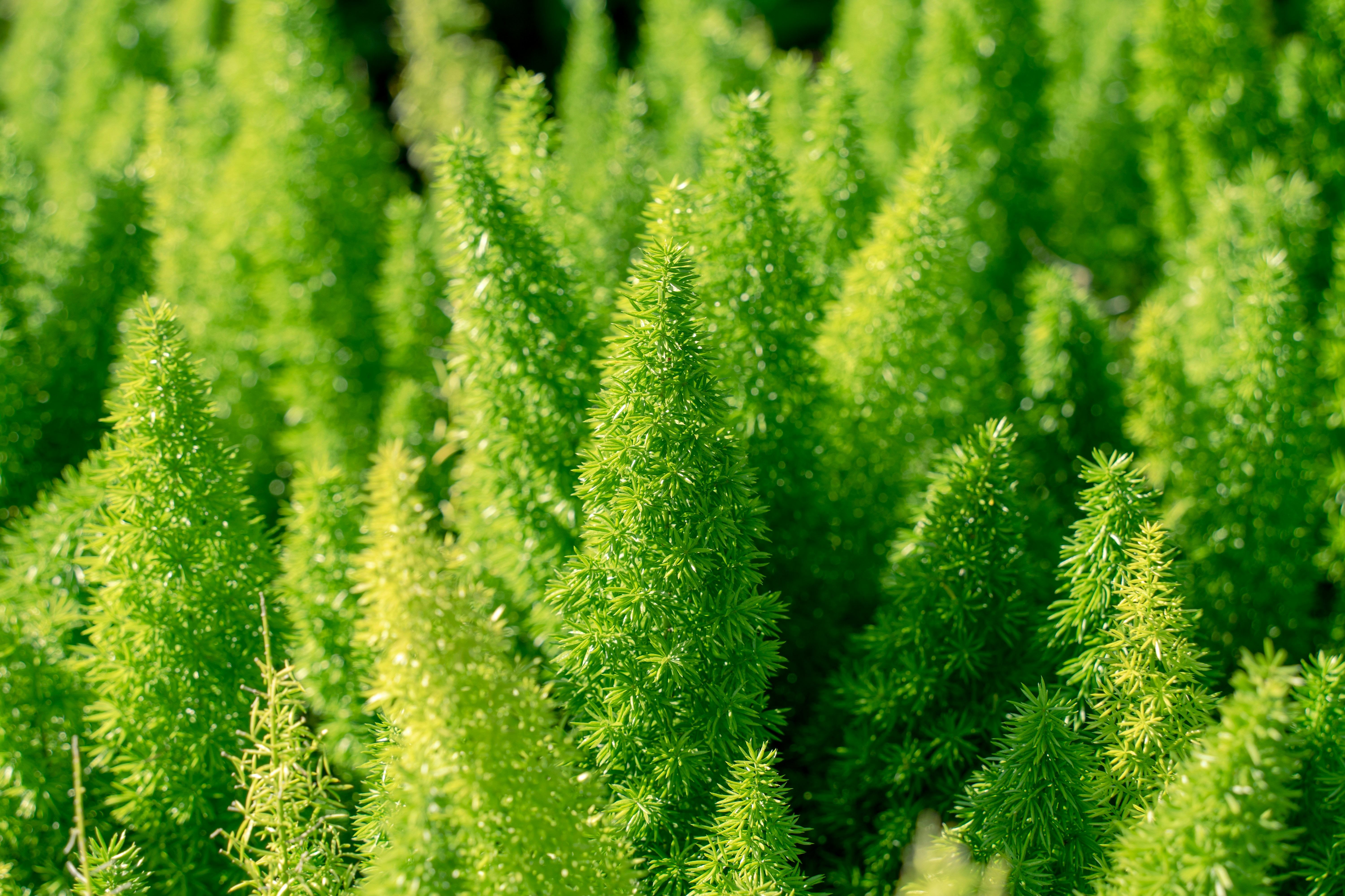 Close up of bright green asparagus fern fronds
