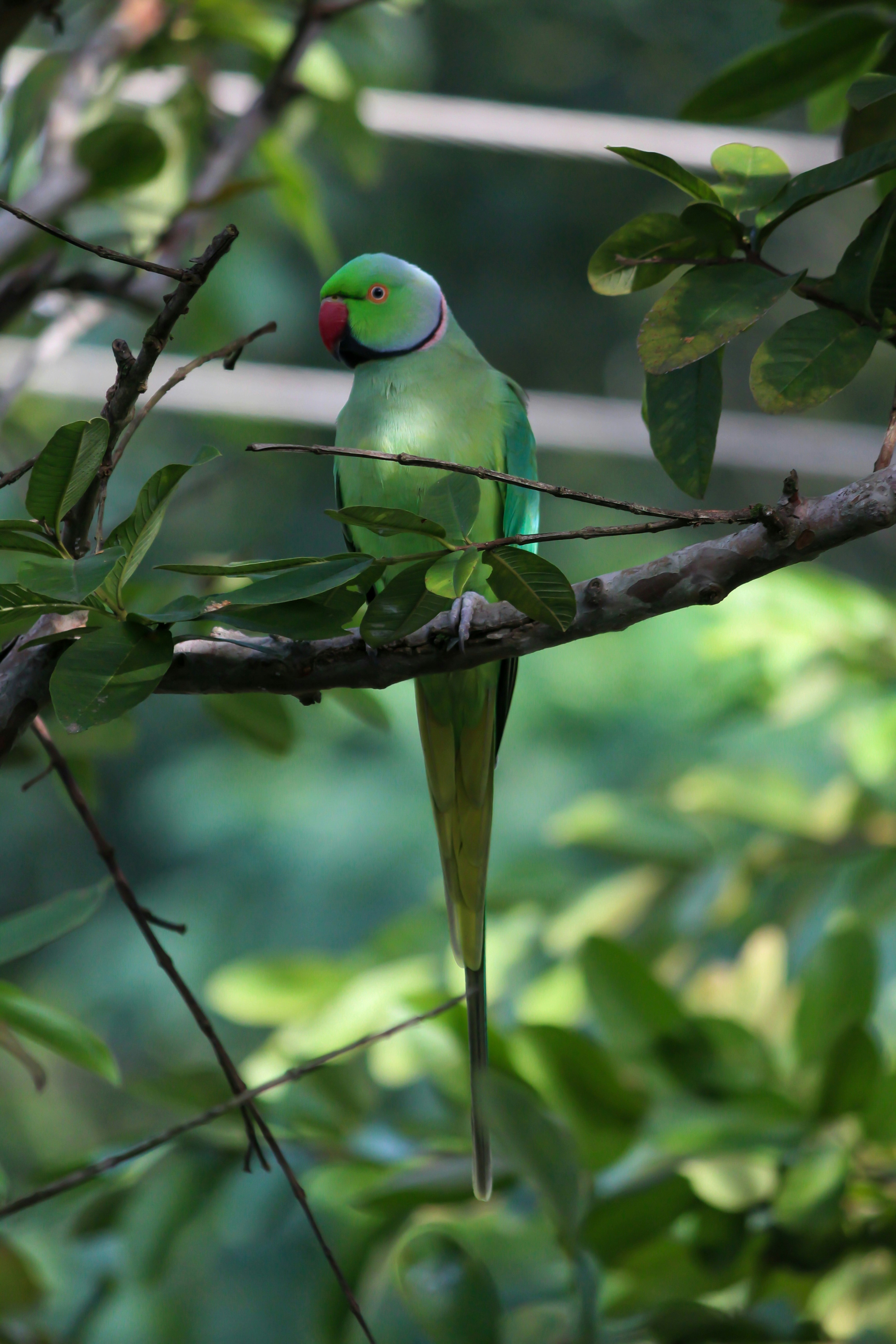 Photo by alankayyanickal