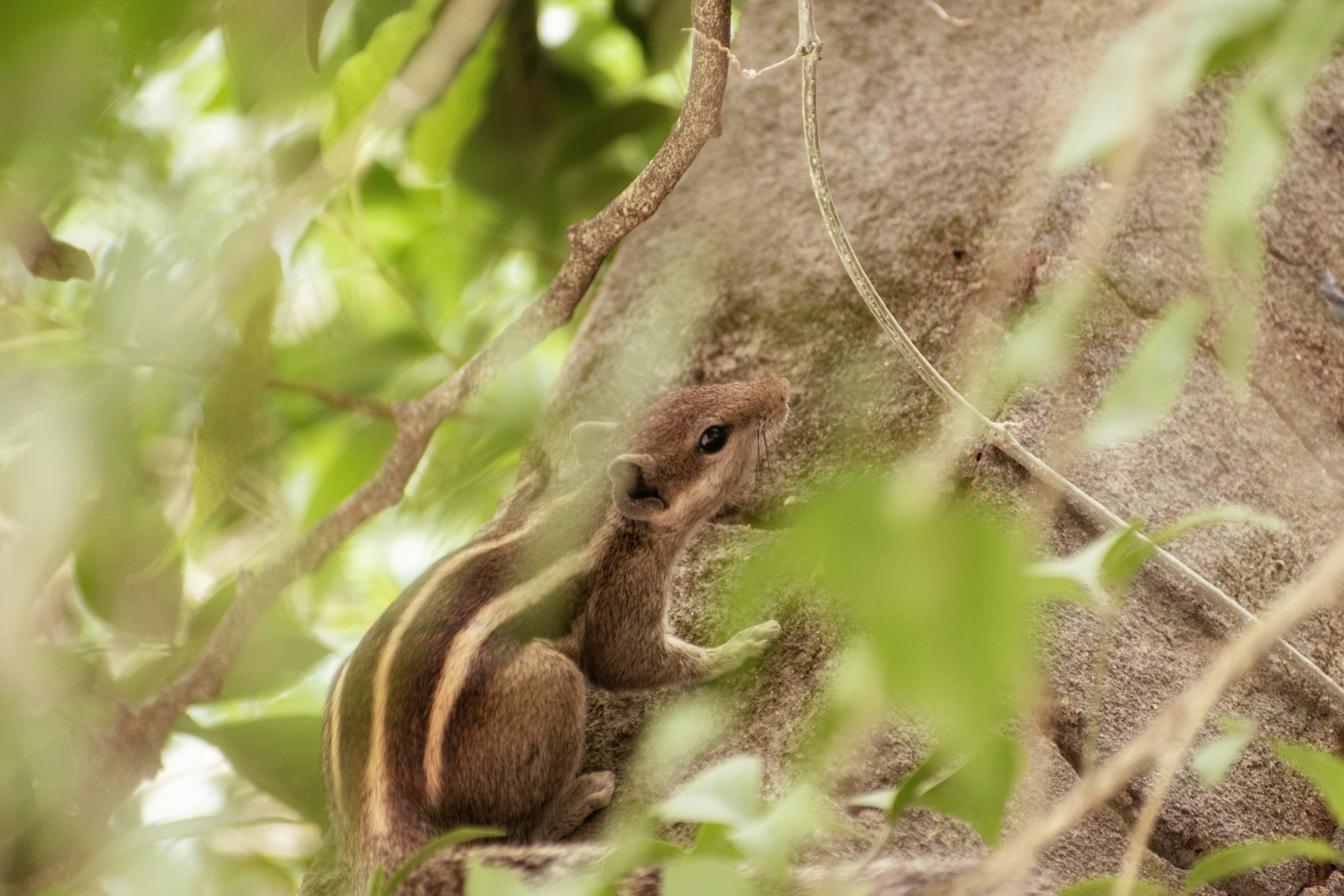 A squirrel with striped fur sits on a tree branch.