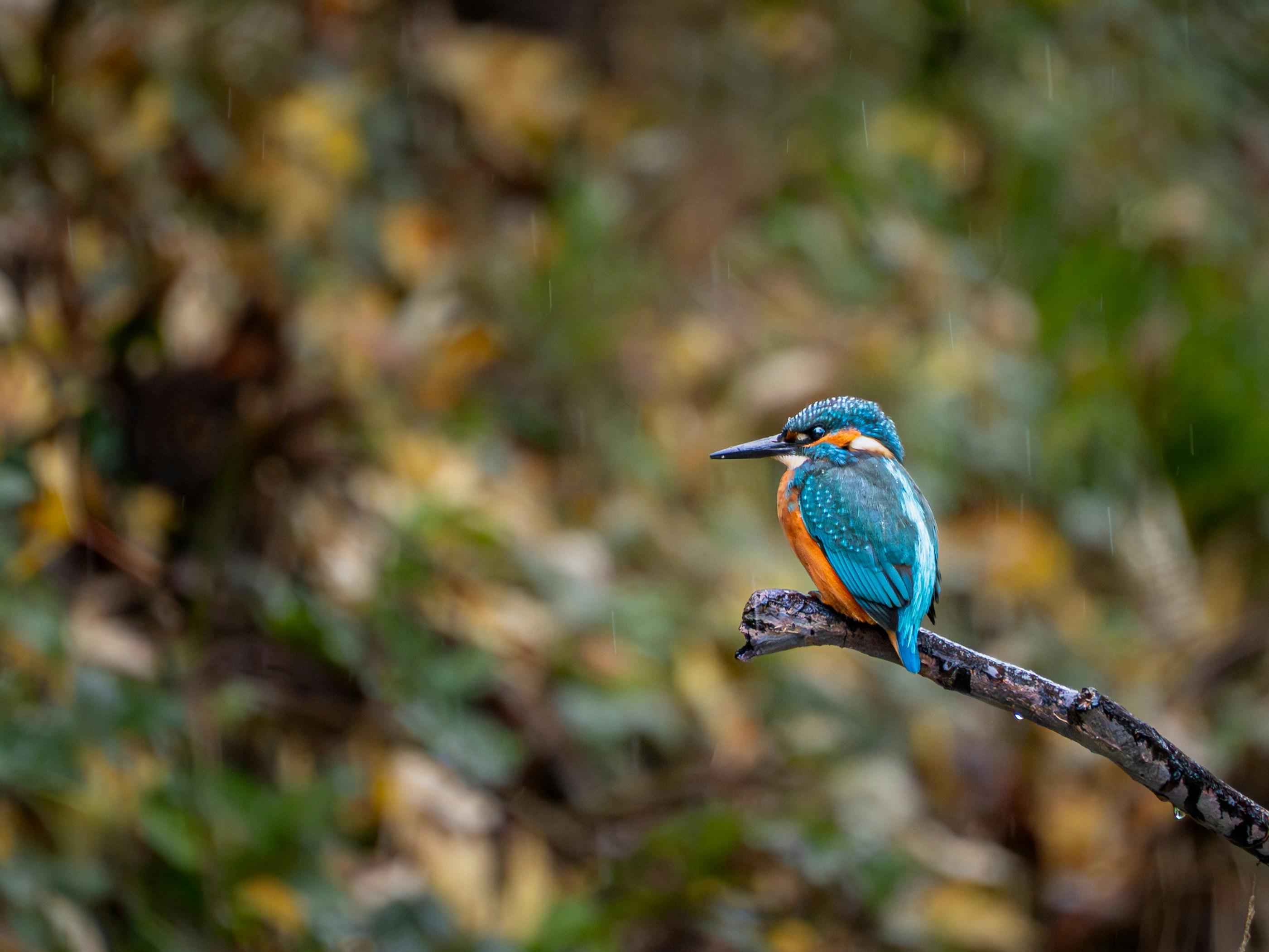 A kingfisher bird perched on a branch.