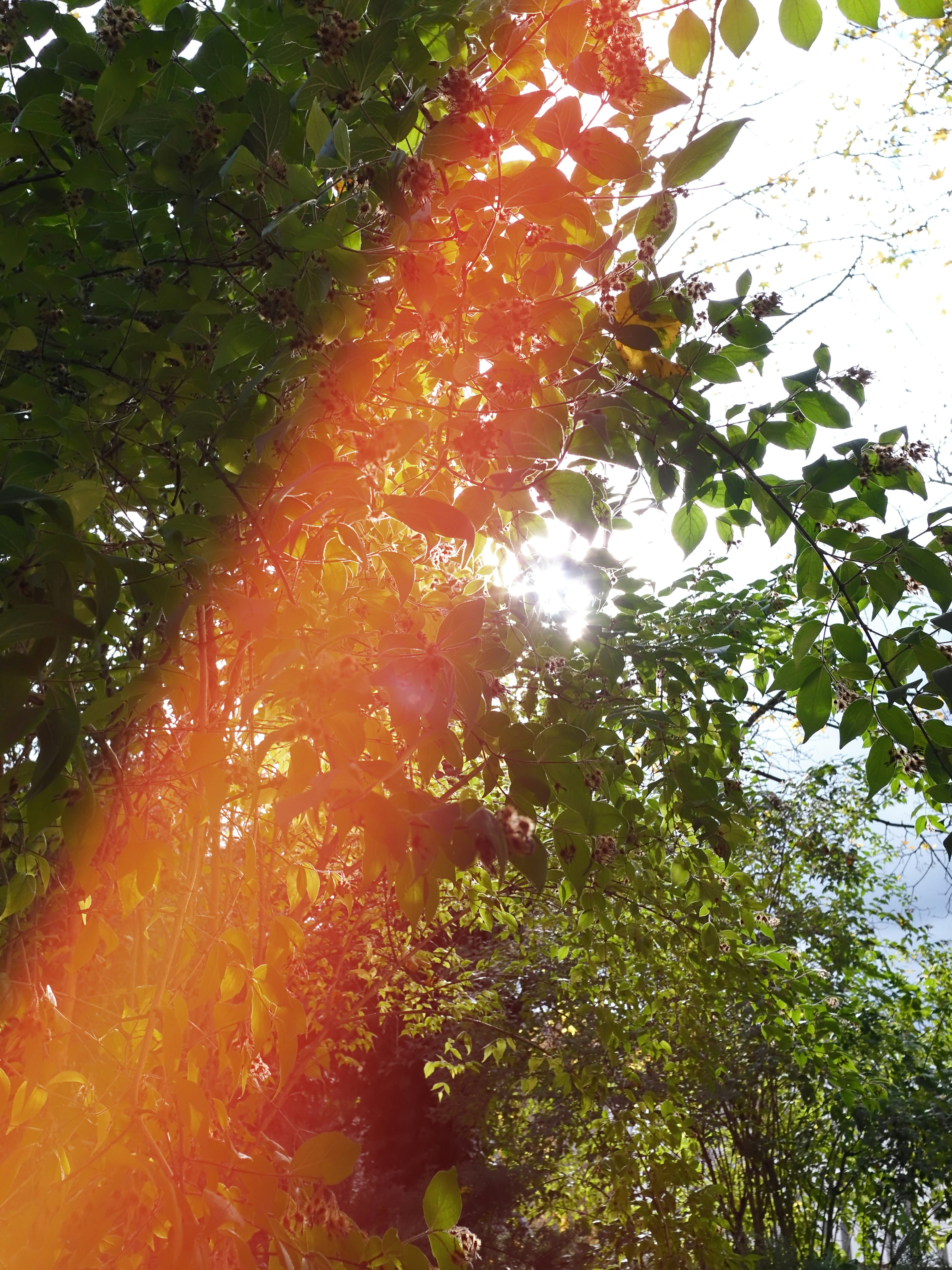 Sunlight filtering through green leaves with lens flare.